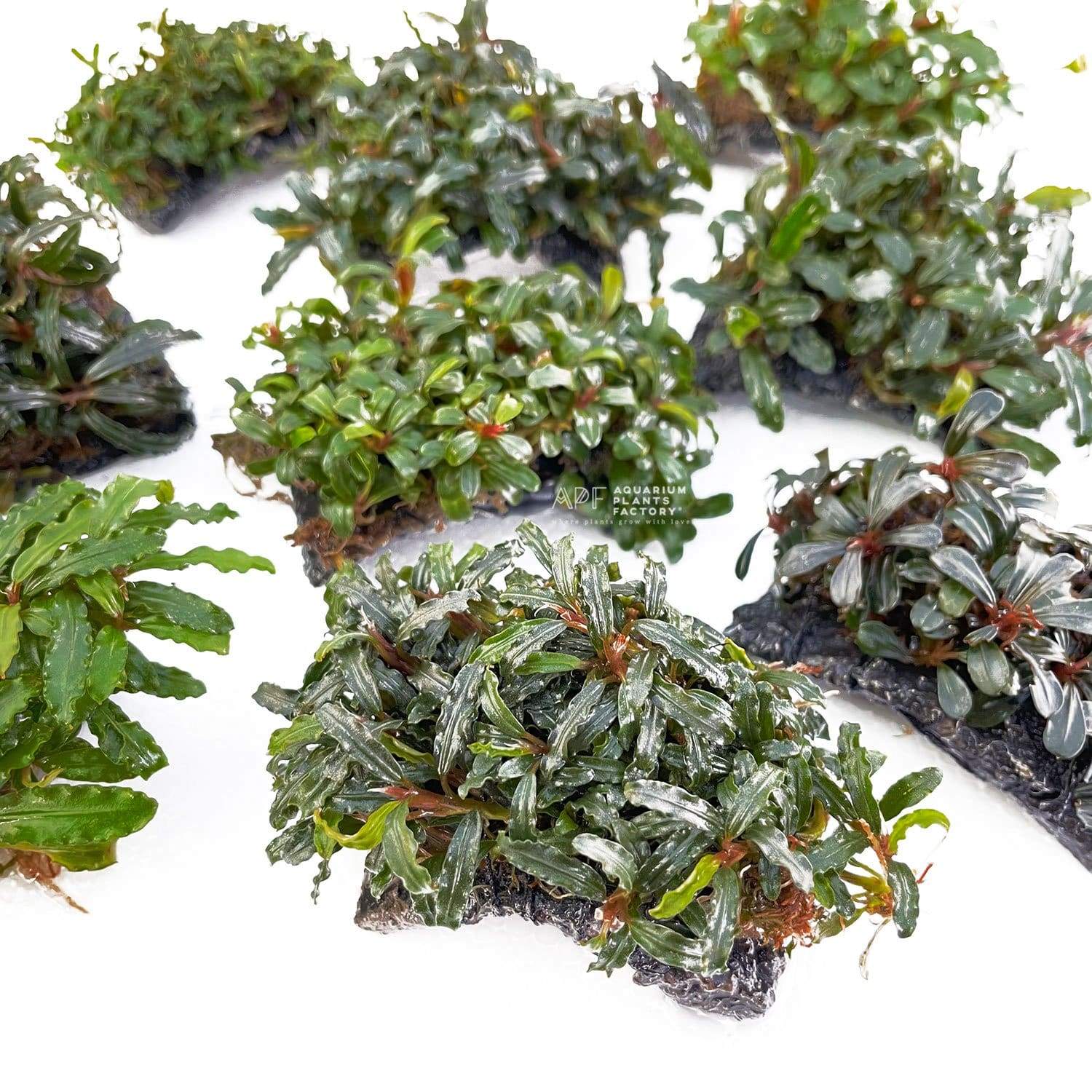 Bucephalandra on Handmade Stone Pad - Aquarium Plants Factory