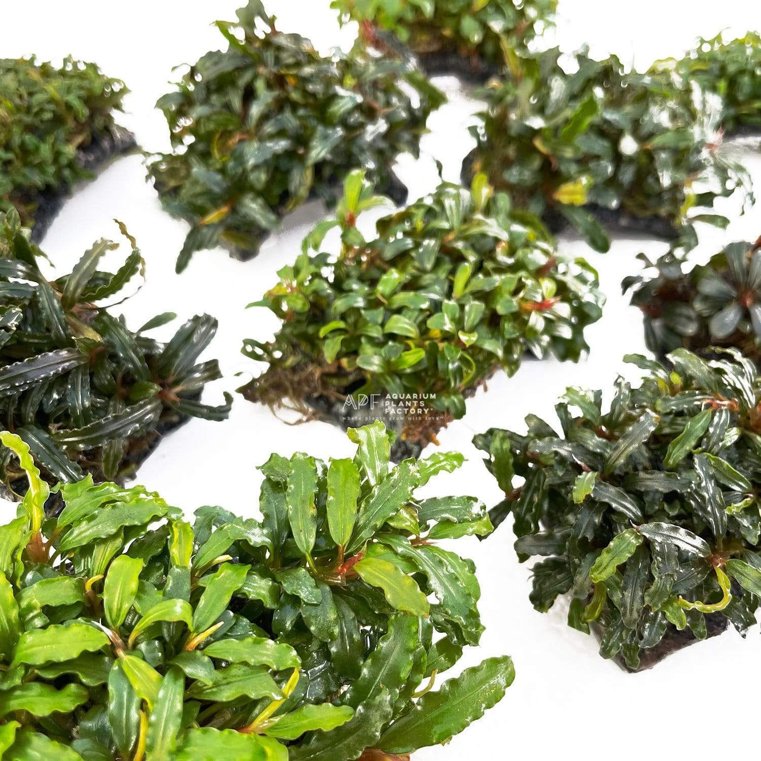 Bucephalandra on Handmade Stone Pad - Aquarium Plants Factory
