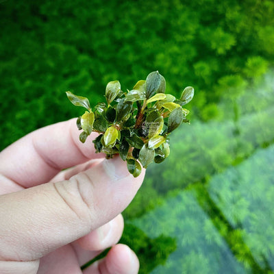 Bucephalandra Sanggau Green Jade - Aquarium Plants Factory