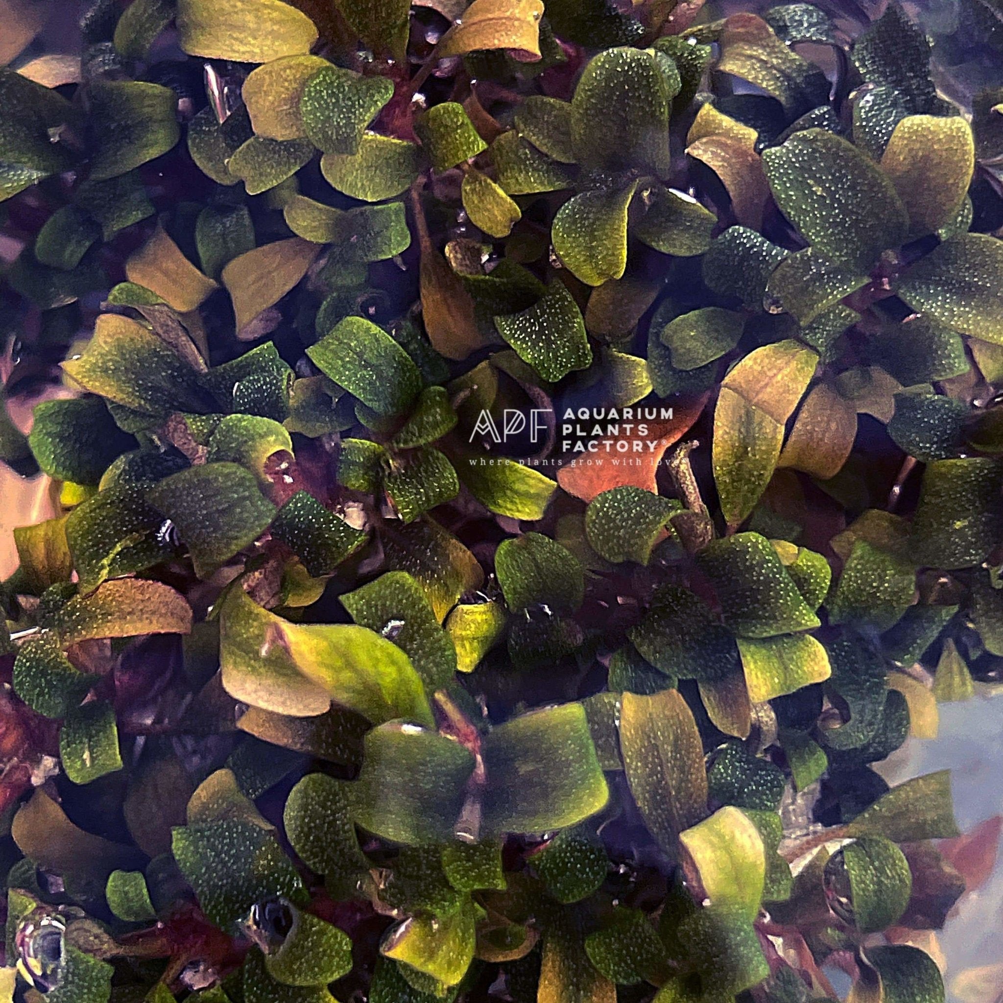 Bucephalandra sp. Lamandau Purple Mini - Aquarium Plants Factory