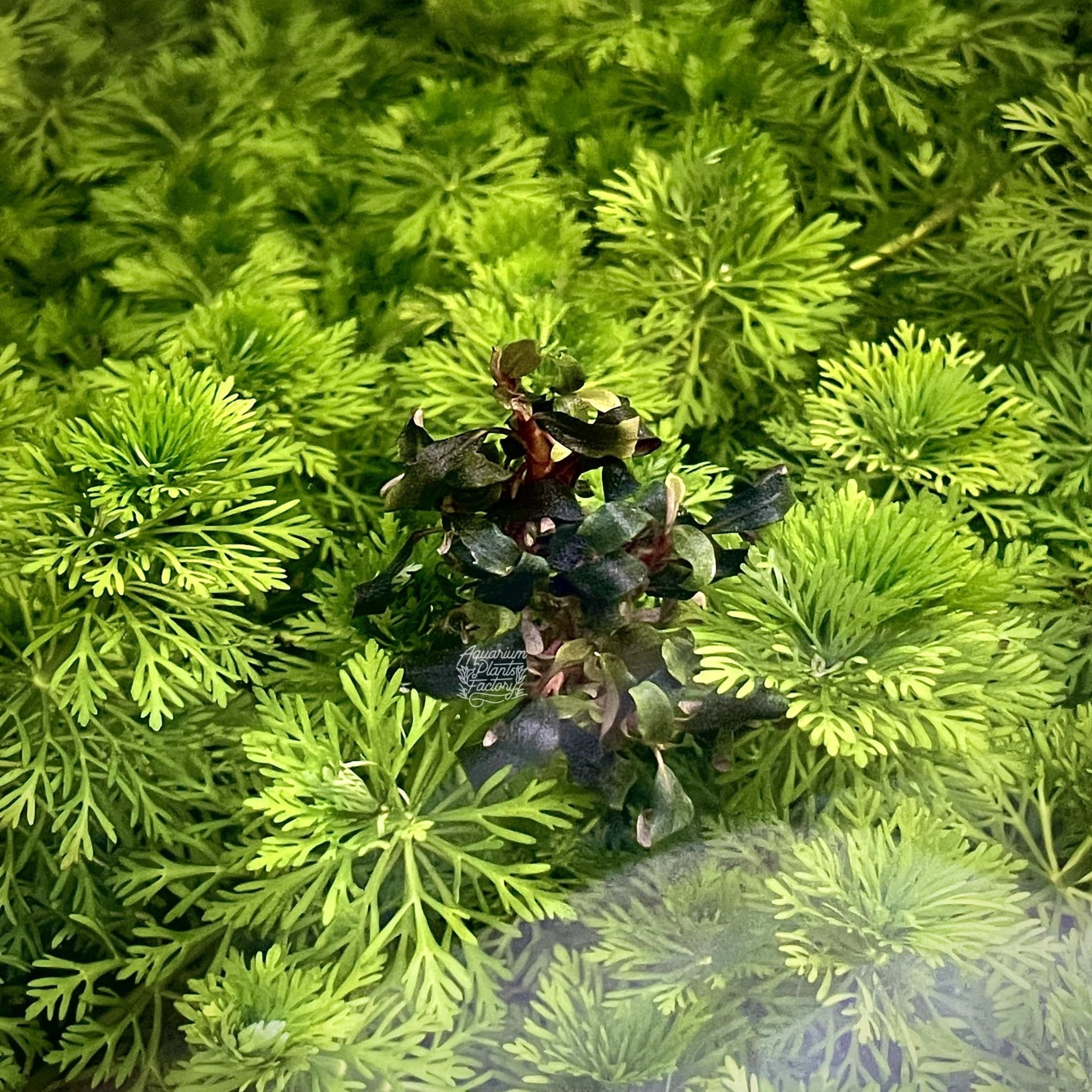 Bucephalandra sp. Lamandau Purple Mini - Aquarium Plants Factory