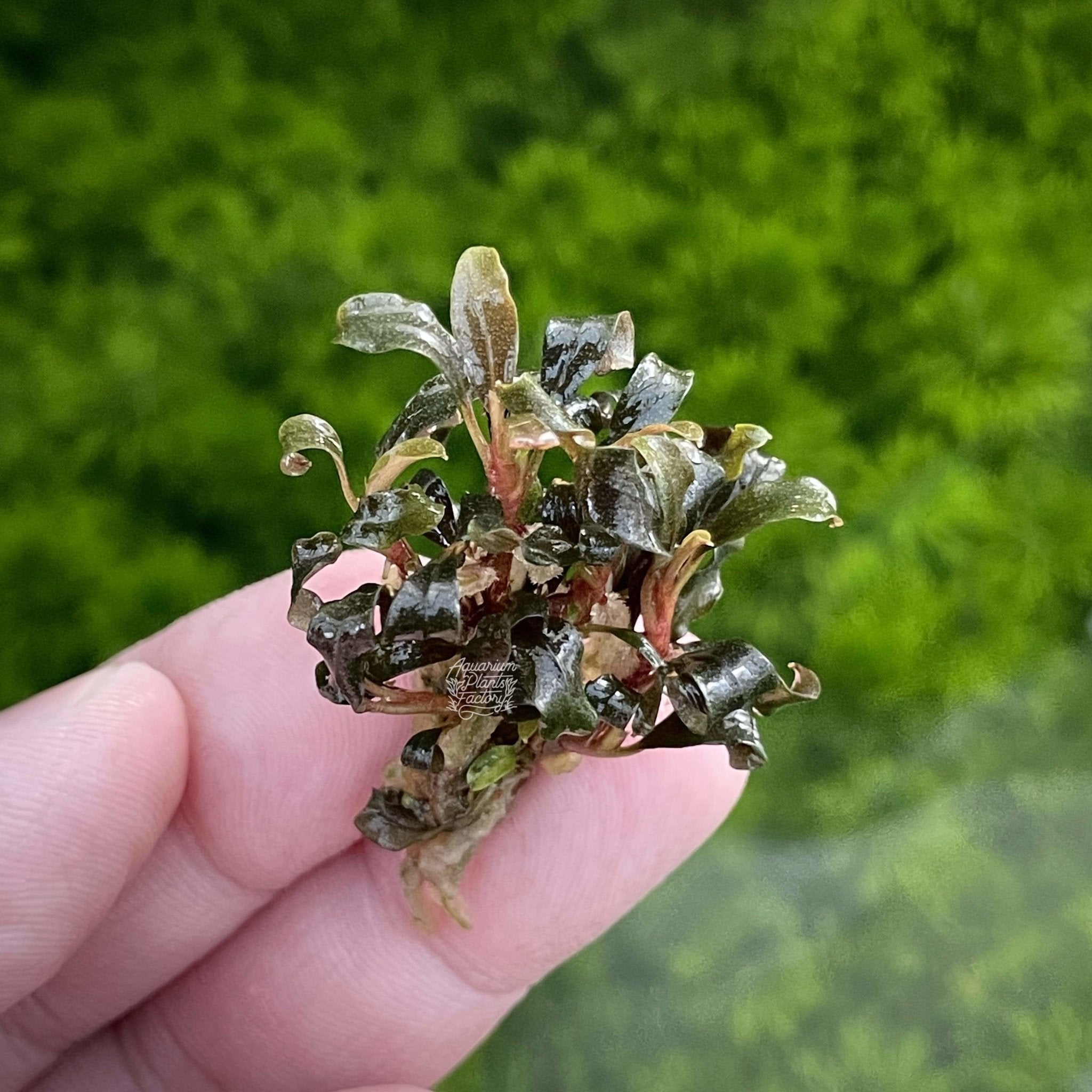 Bucephalandra sp. Lamandau Purple Mini - Aquarium Plants Factory