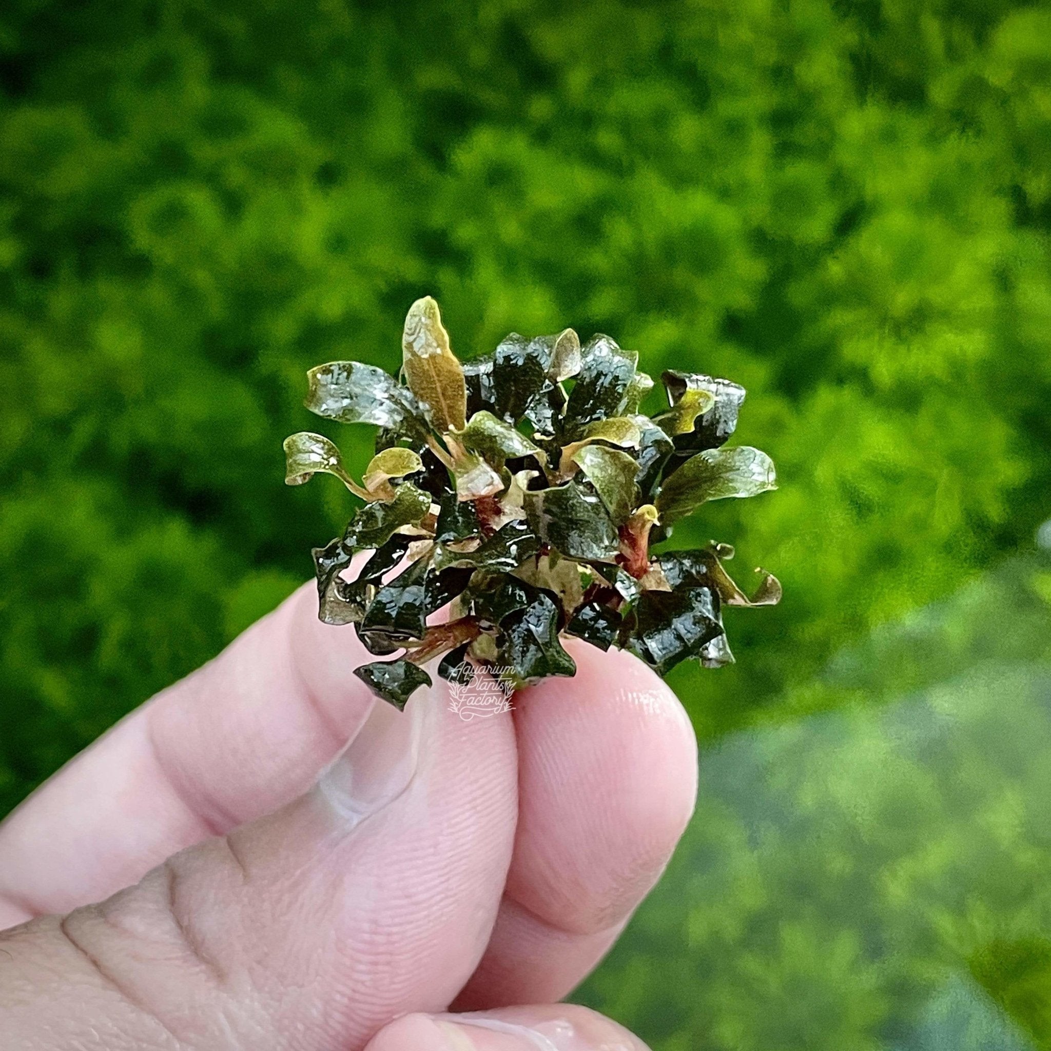 Bucephalandra sp. Lamandau Purple Mini - Aquarium Plants Factory