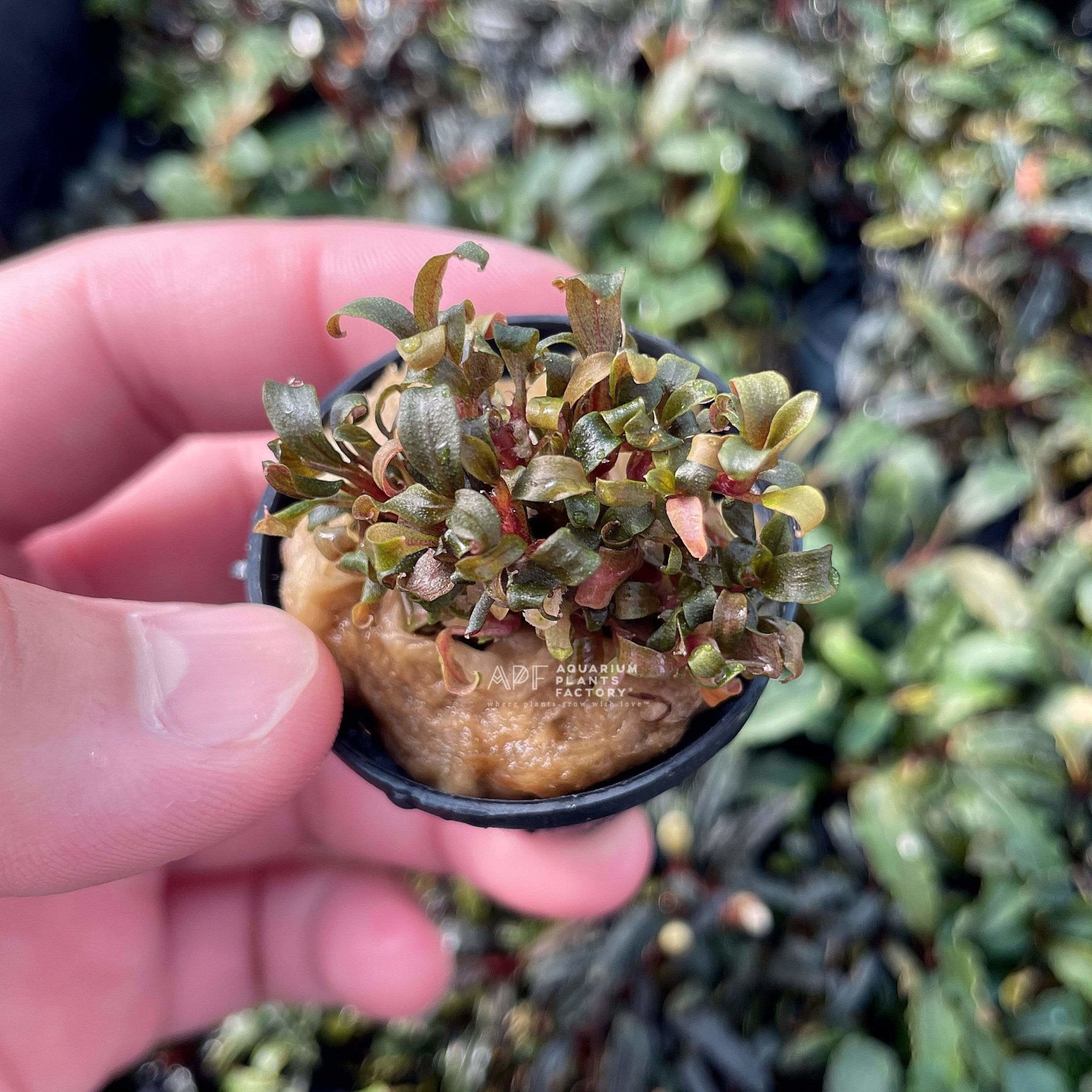 Bucephalandra sp. Lamandau Purple Mini - Aquarium Plants Factory