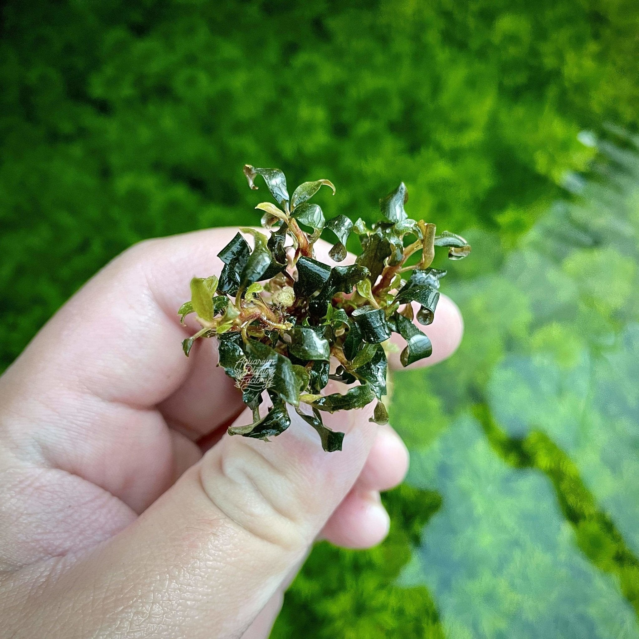 Bucephalandra sp. Lamandau Purple Mini - Aquarium Plants Factory