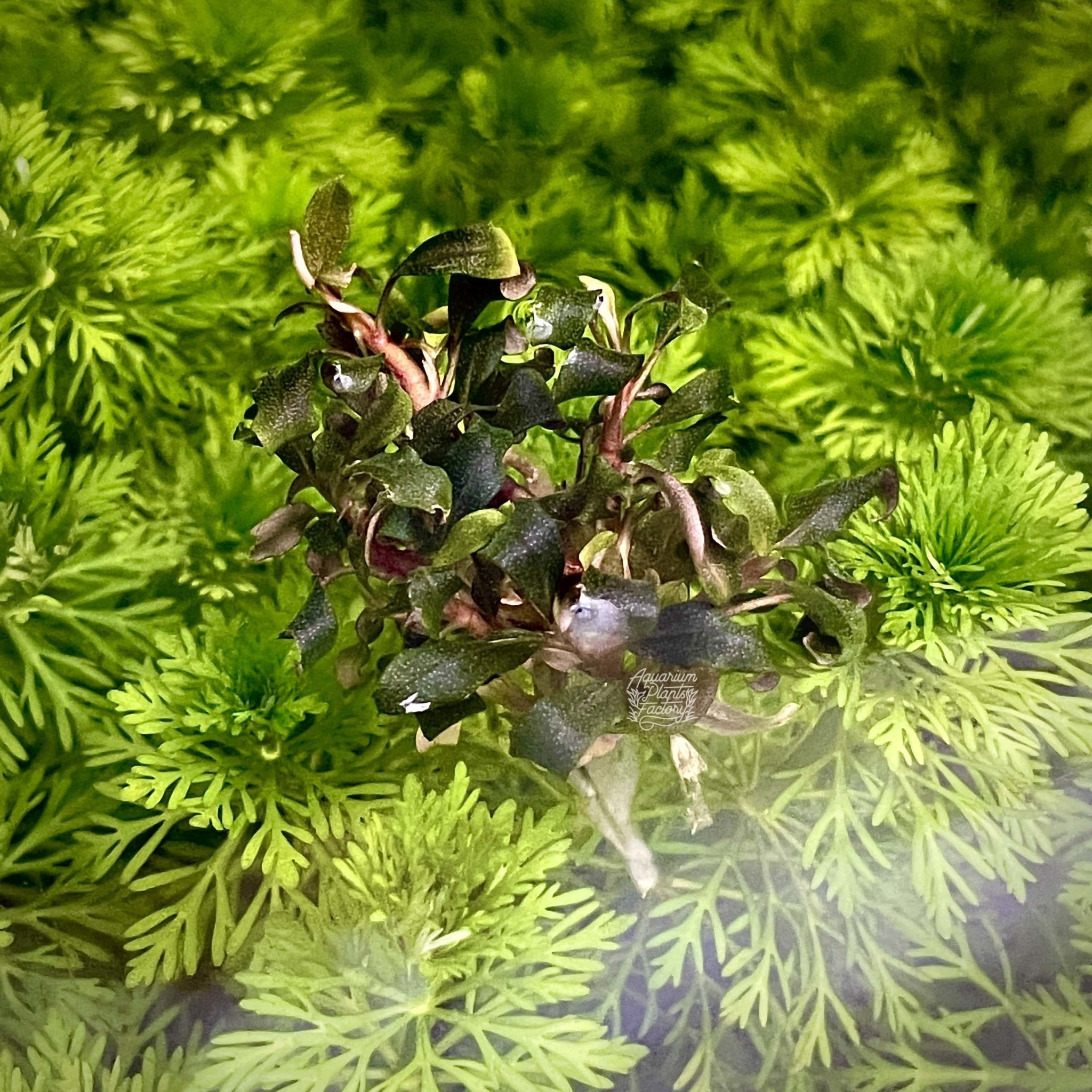 Bucephalandra sp. Lamandau Purple Mini - Aquarium Plants Factory
