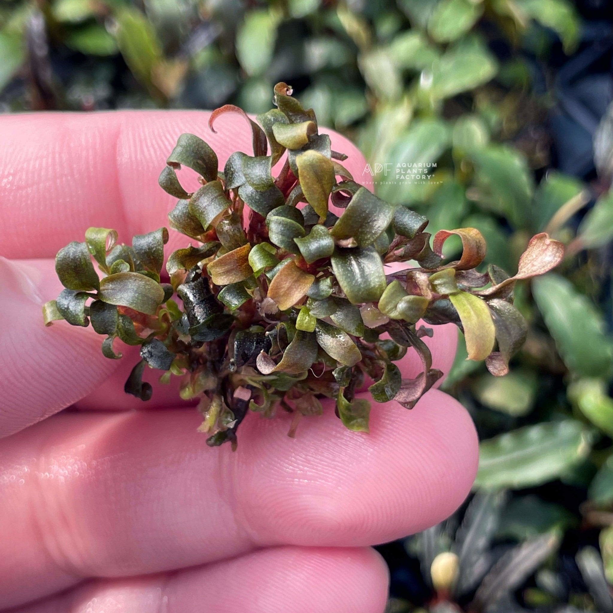 Bucephalandra sp. Lamandau Purple Mini - Aquarium Plants Factory