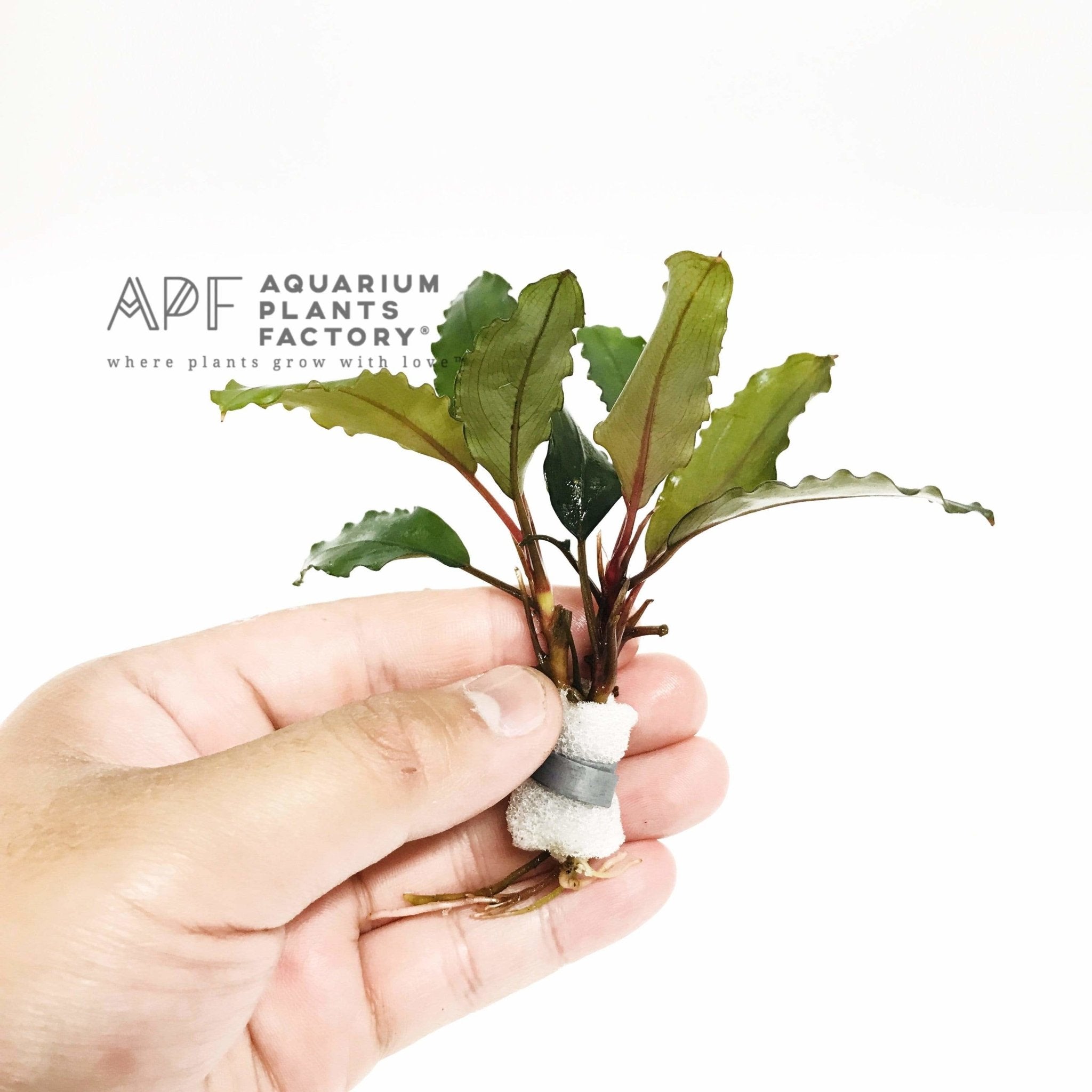 Bucephalandra Super Blue - Aquarium Plants Factory