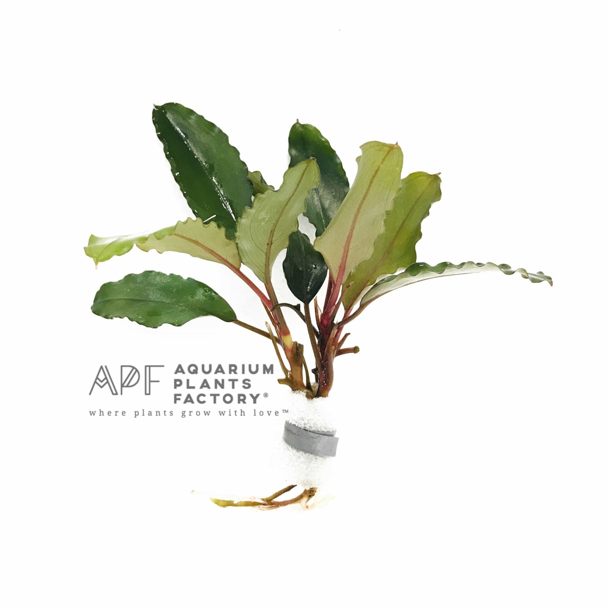 Bucephalandra Super Blue - Aquarium Plants Factory