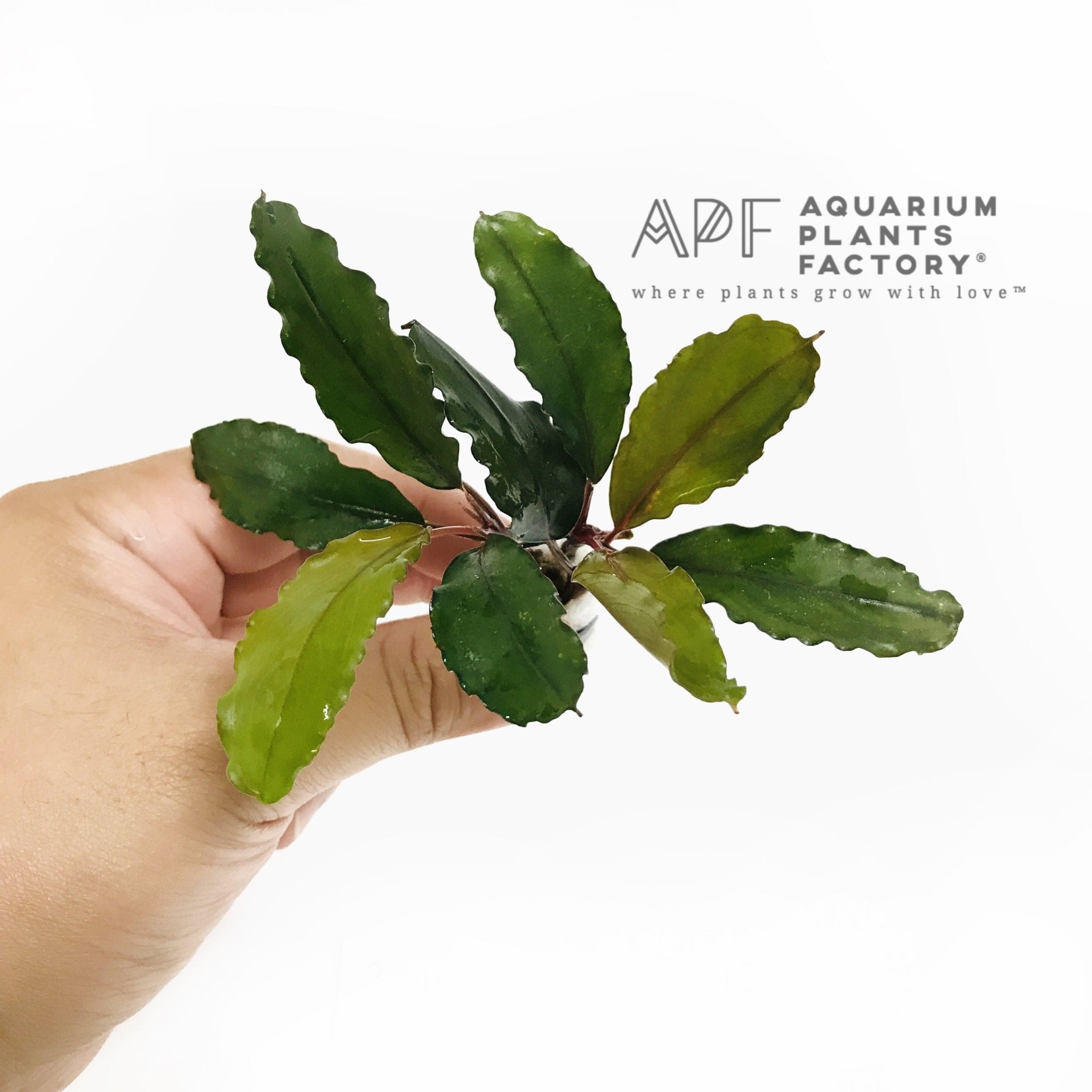 Bucephalandra Super Blue - Aquarium Plants Factory