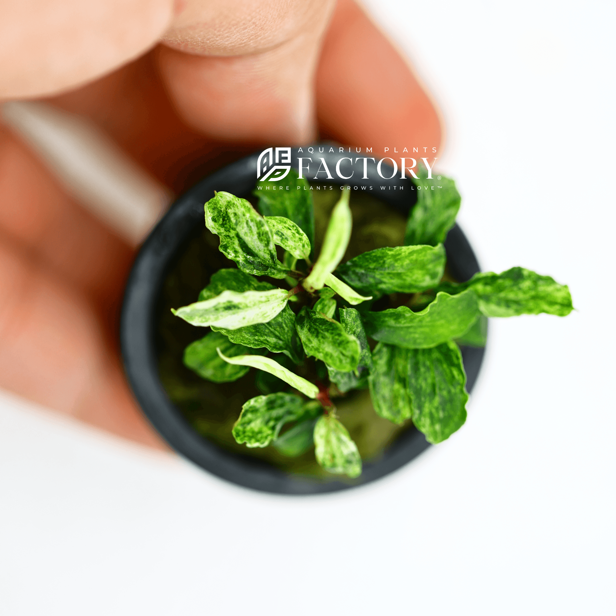 Bucephalandra White Marble