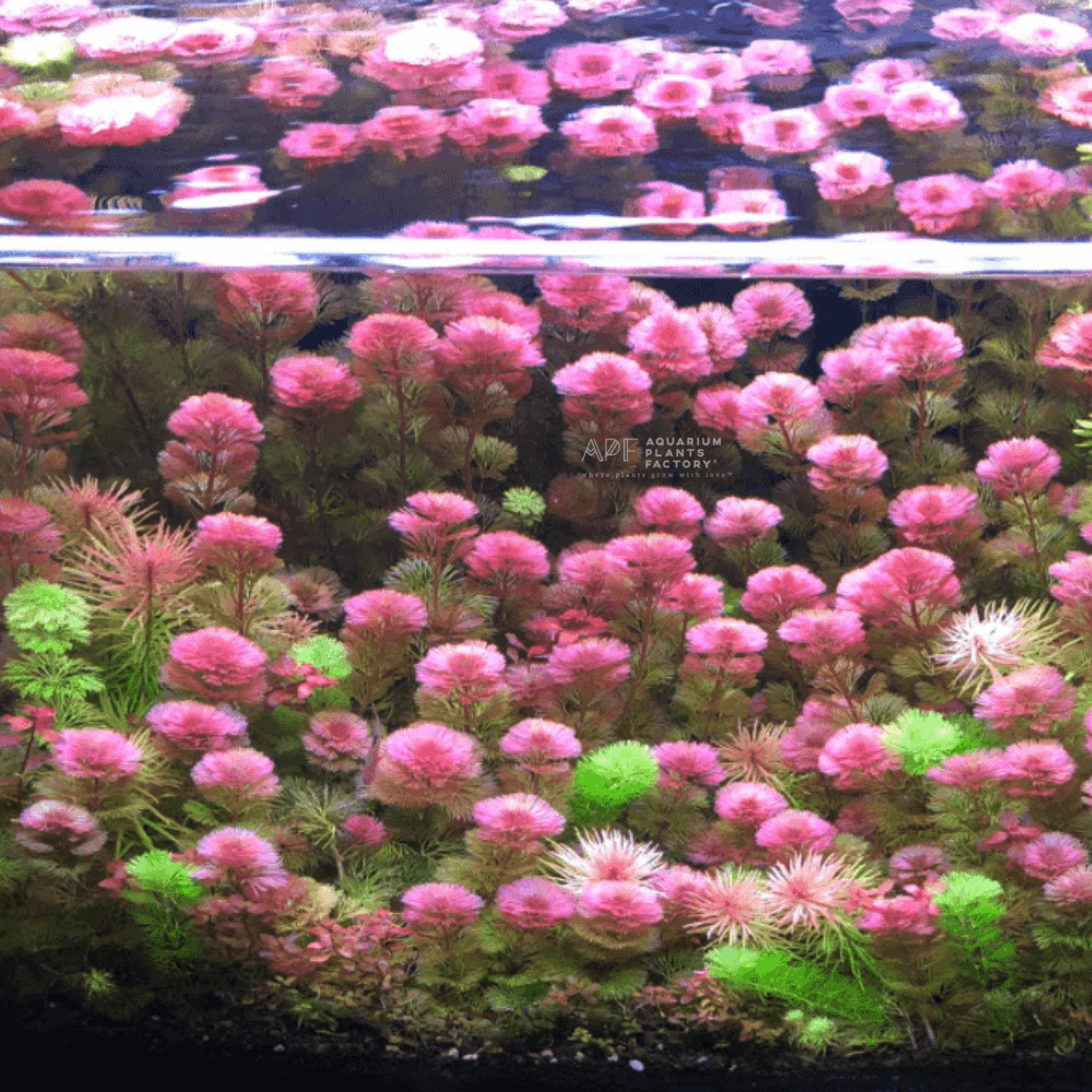 Cabomba Furcata - Aquarium Plants Factory