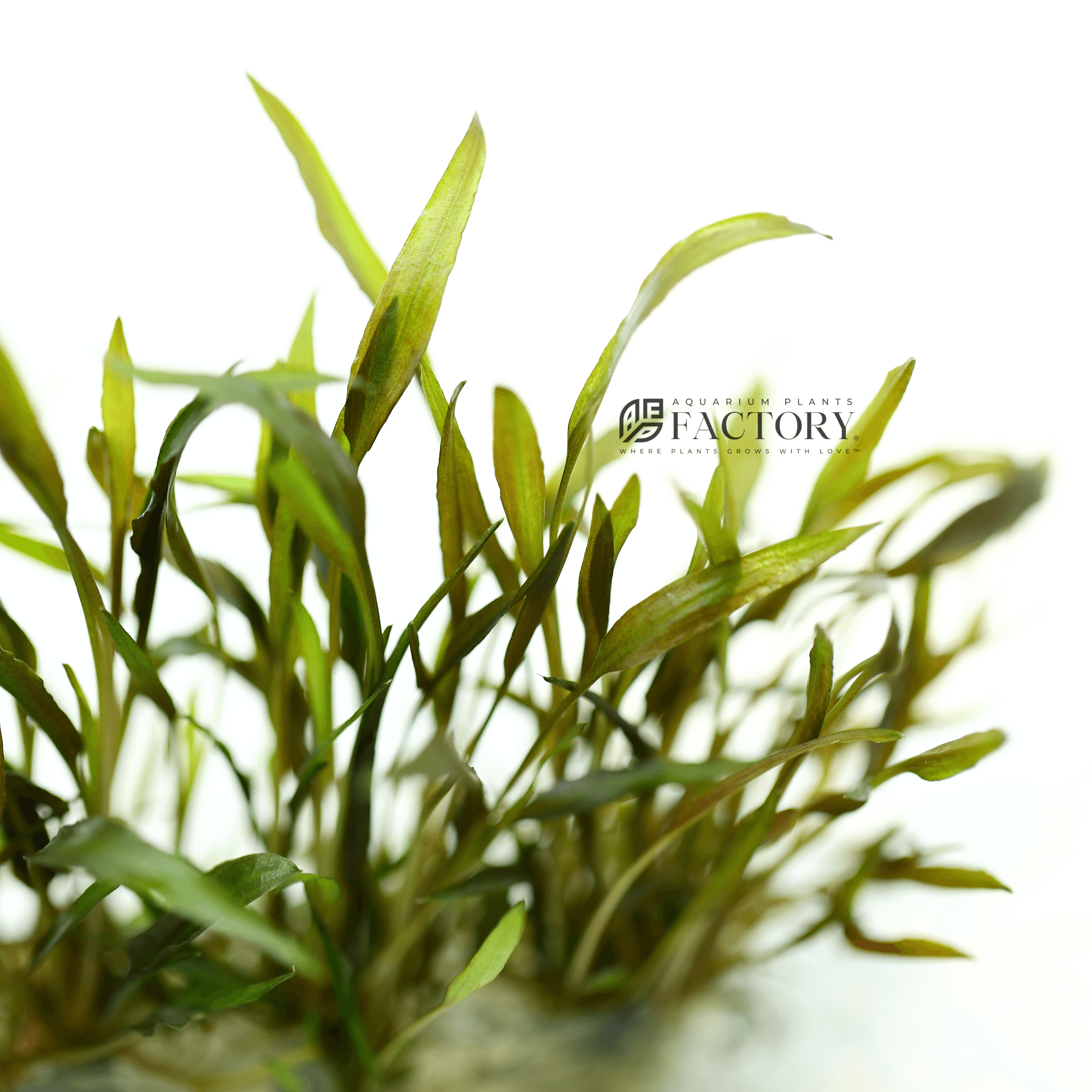 Cryptocoryne Axelrodi Tissue Culture APF Aquarium Plants Factory®