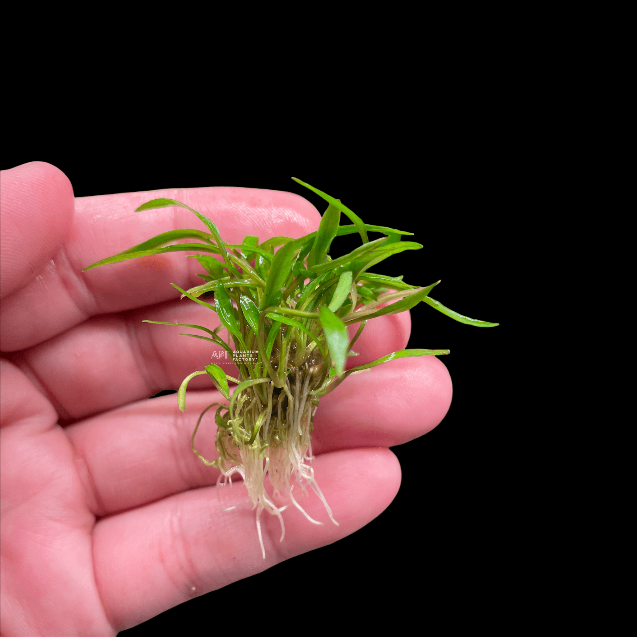 Cryptocoryne Lucens - Aquarium Plants Factory