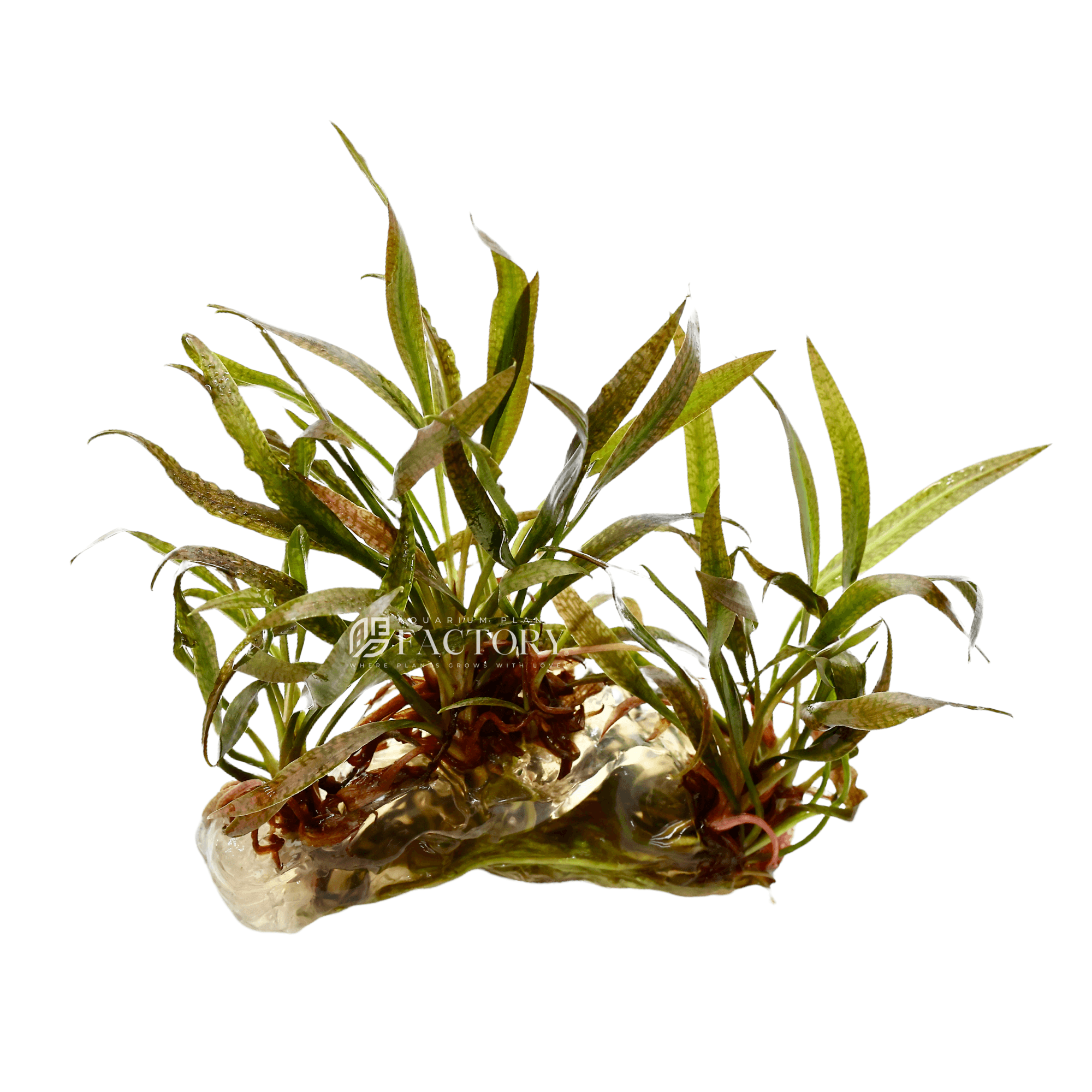 Cryptocoryne Spiralis Tiger Vitro Culture