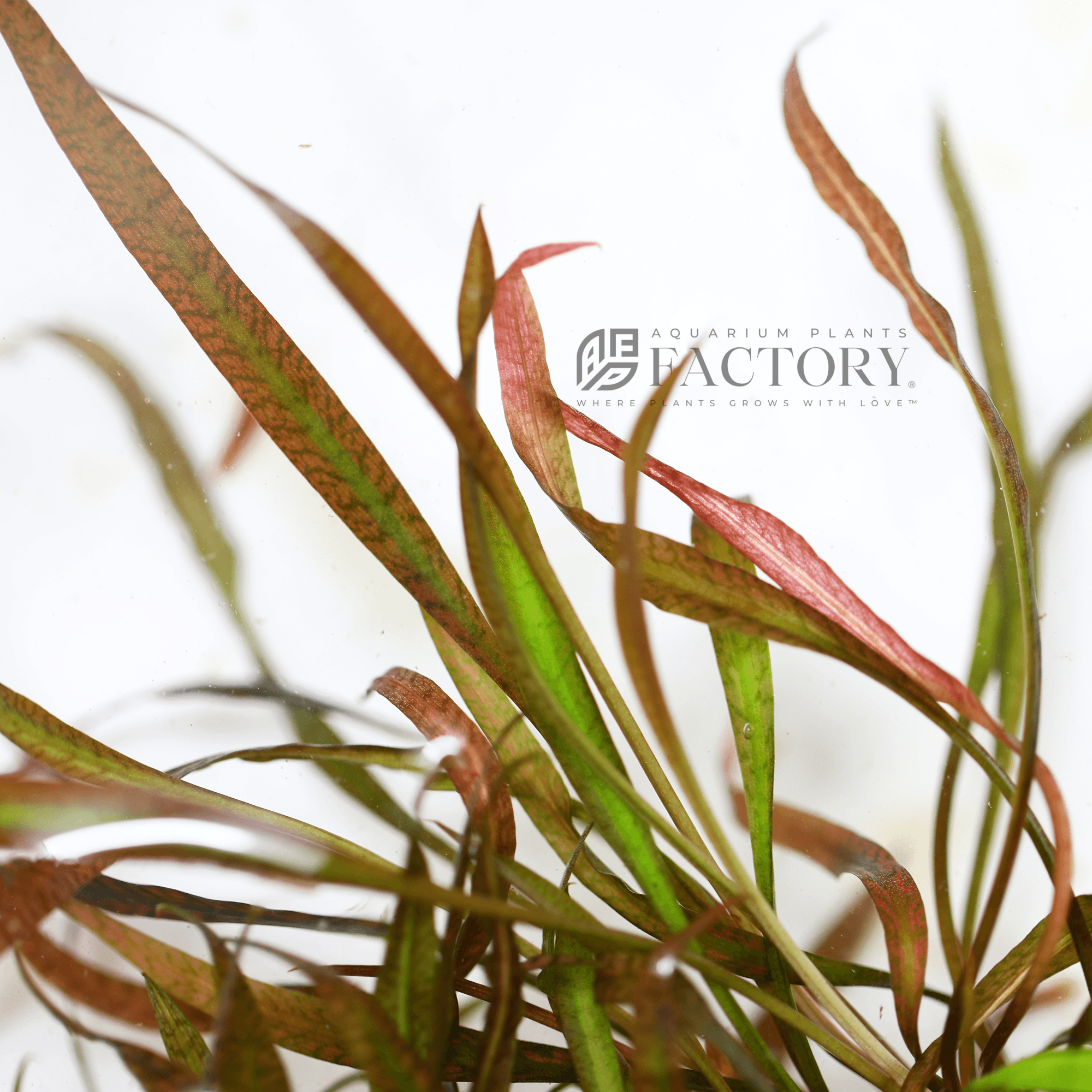 Cryptocoryne Spiralis Tiger Vitro Culture