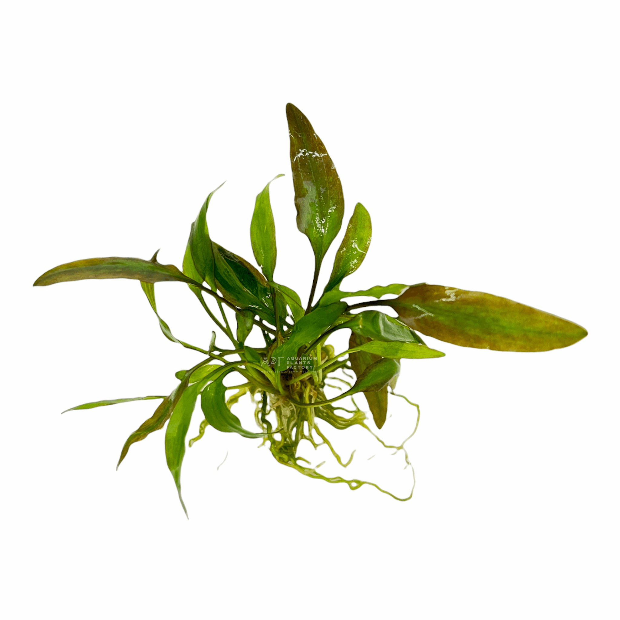 Cryptocoryne Willisii is a resilient and attractive aquarium plant, perfect for both novice and experienced aquarists. Known for its hardiness and easy care, this plant adds a lush, green-brown touch to any tank.