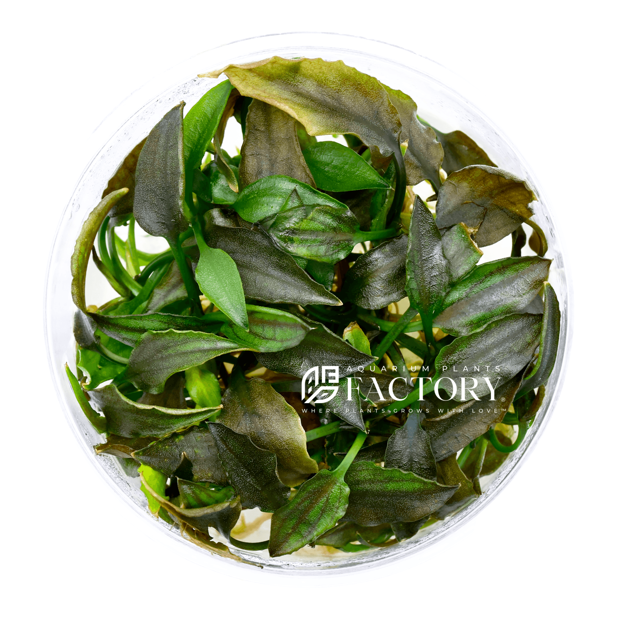 Cryptocoryne yujii is a rare and elegant aquatic plant admired for its deep reddish to olive-brown leaves, rippled edges, and compact rosette structure. Native to Southeast Asia, this uncommon Cryptocoryne species adds rich, earthy tones and texture to the foreground or midground of any planted aquarium. Now available in our sterile Vitro Culture® bag format, it provides aquarists with a clean, safe, and pest-free planting experience.