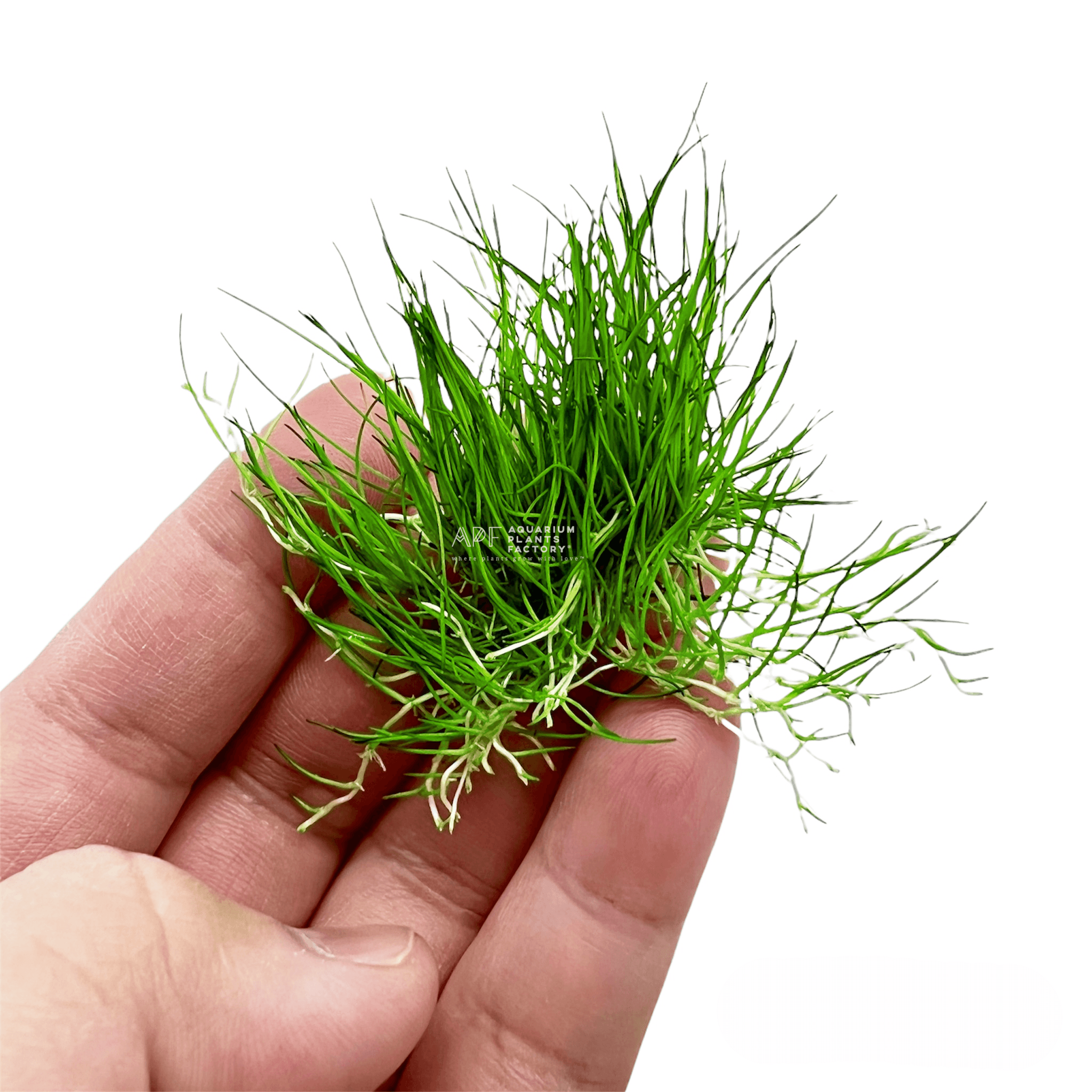dwarf hairgrass