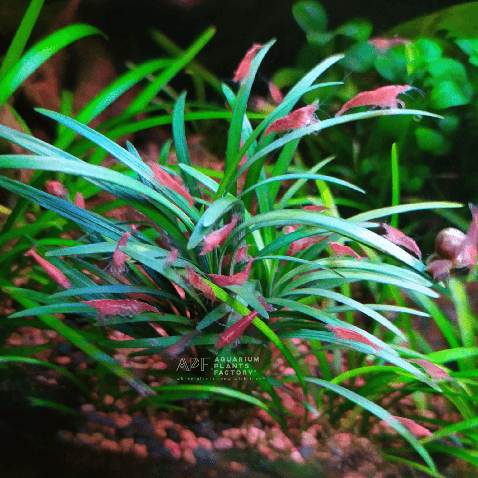 Dwarf Mondo Grass