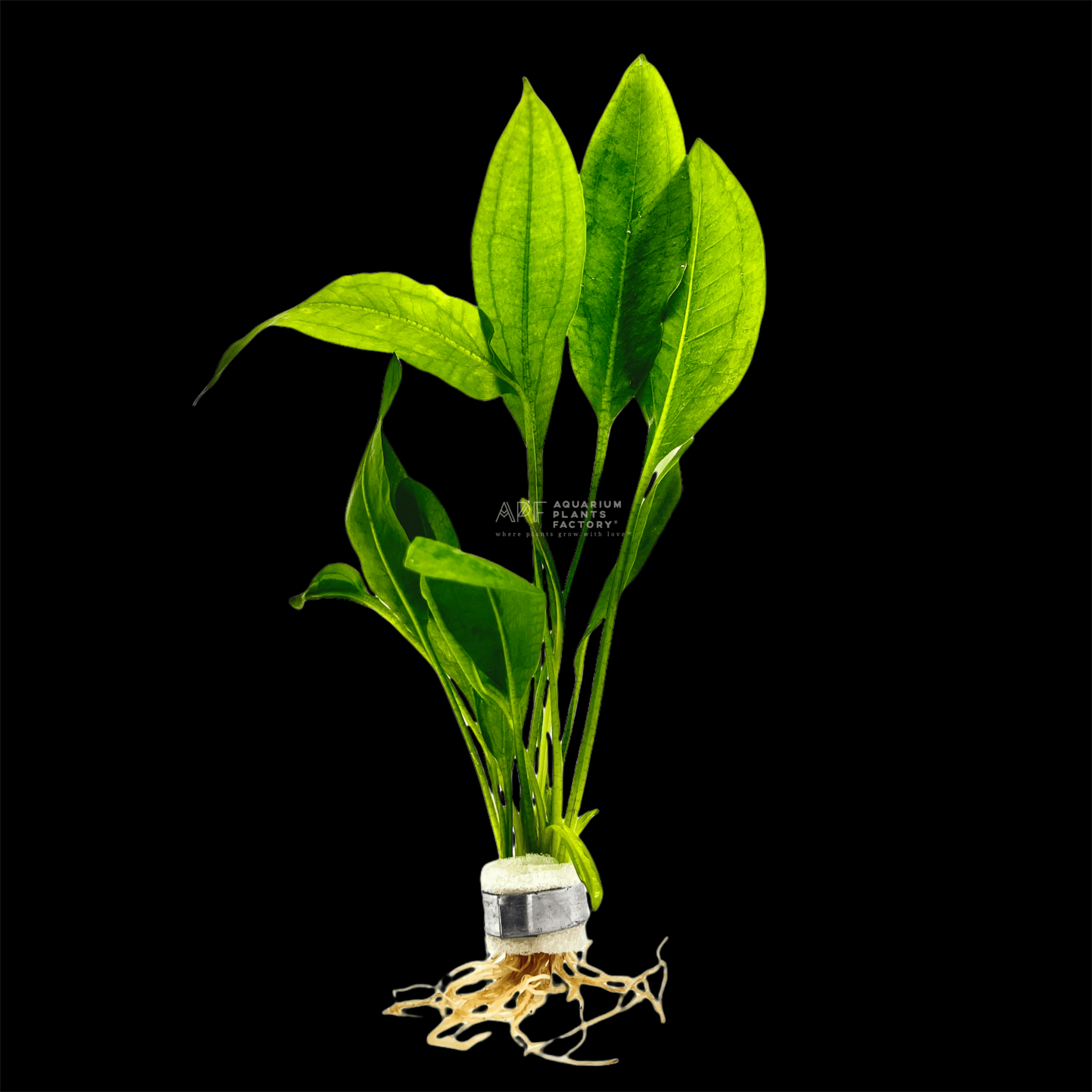 Echinodorus Amazonicus / Amazon Sword Plants Bundle - Aquarium Plants Factory