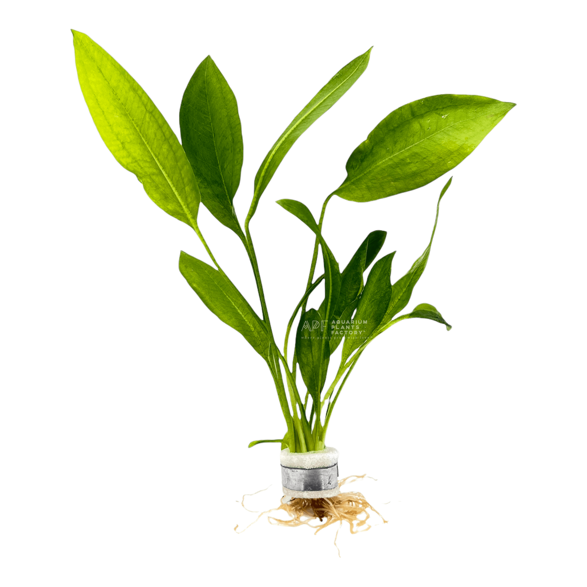 Echinodorus Amazonicus Bunched / Amazon Sword Plants - Aquarium Plants Factory