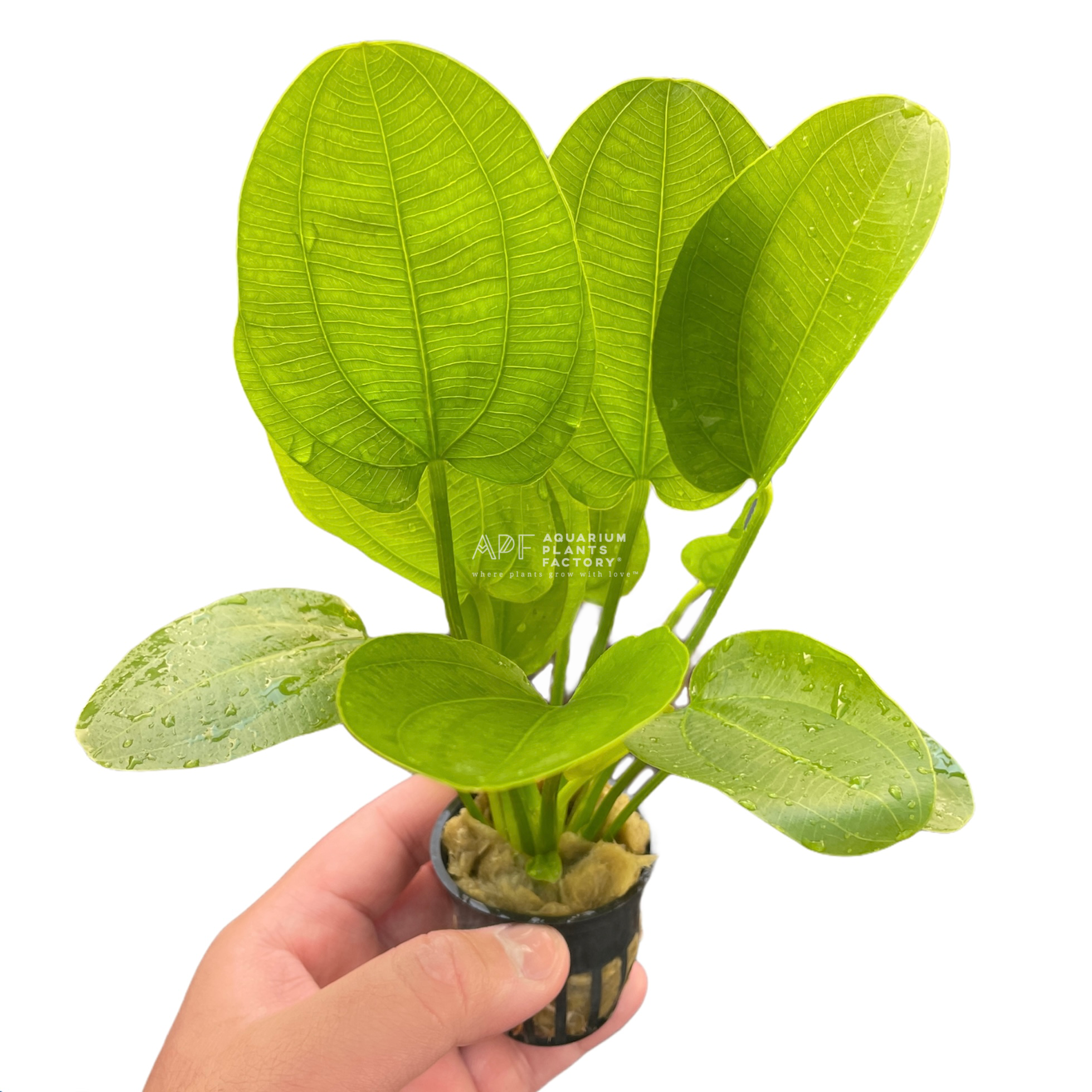 Echinodorus Cordifolius Radican Sword / Creeping Burhead APF Aquarium Plants Factory®