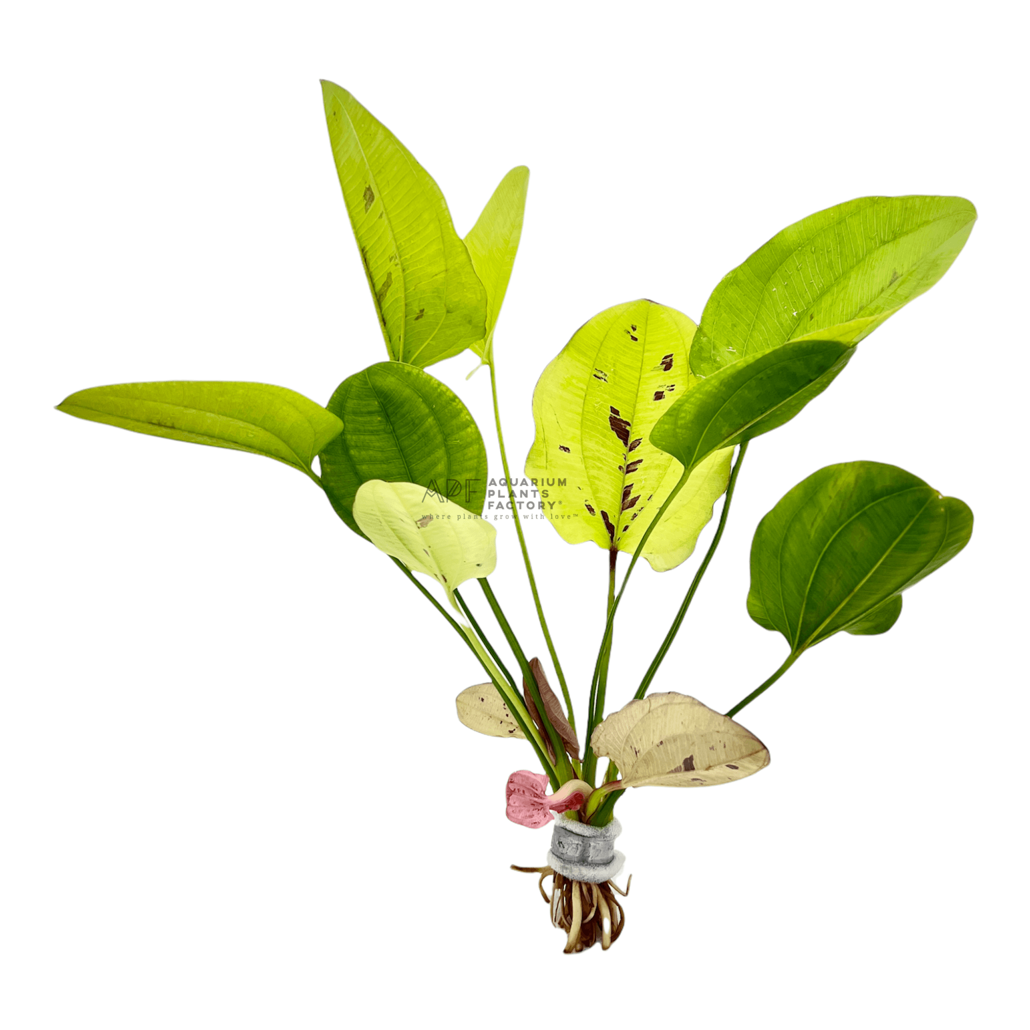 Echinodorus Yellow Sun APF Aquarium Plants Factory®