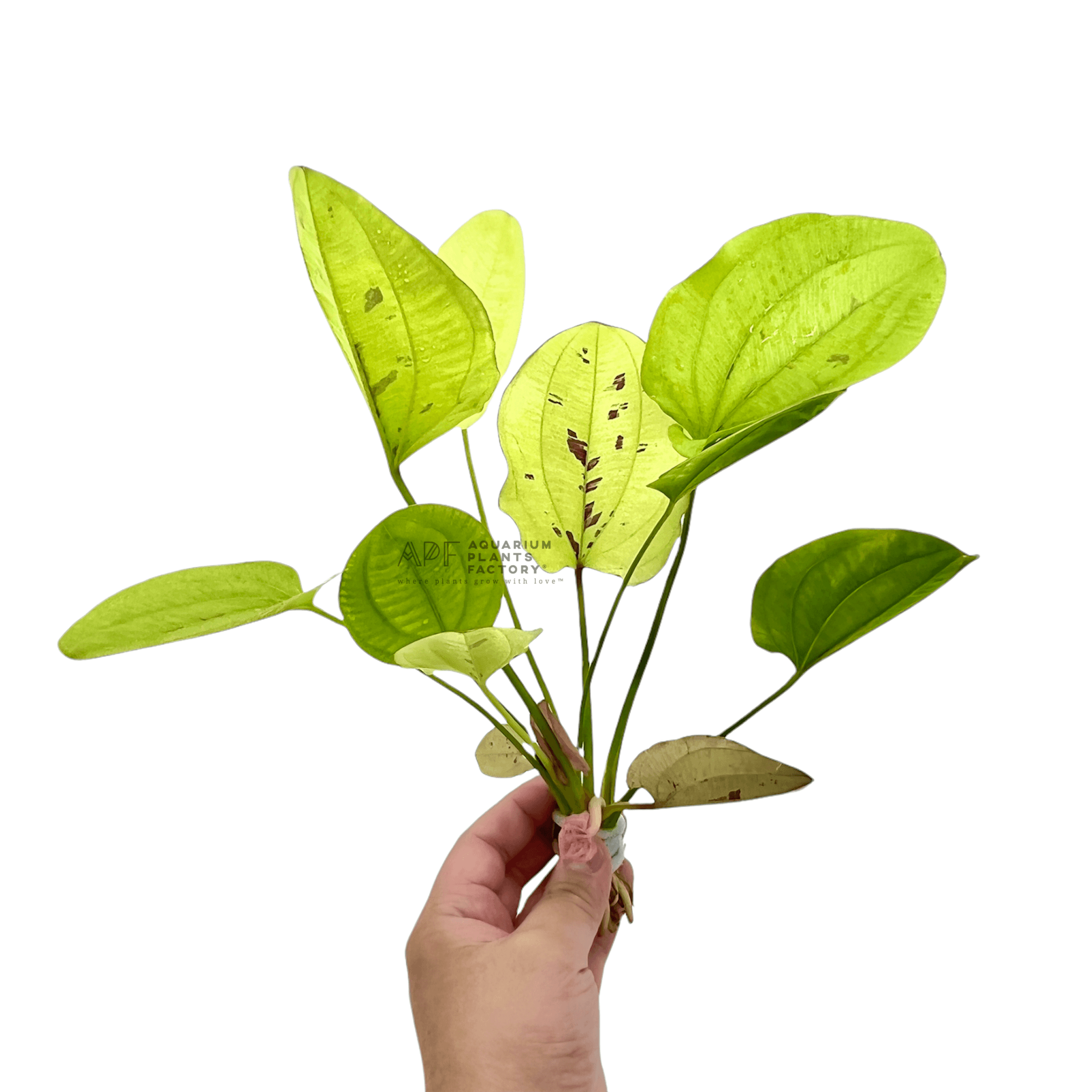 Echinodorus Yellow Sun APF Aquarium Plants Factory®