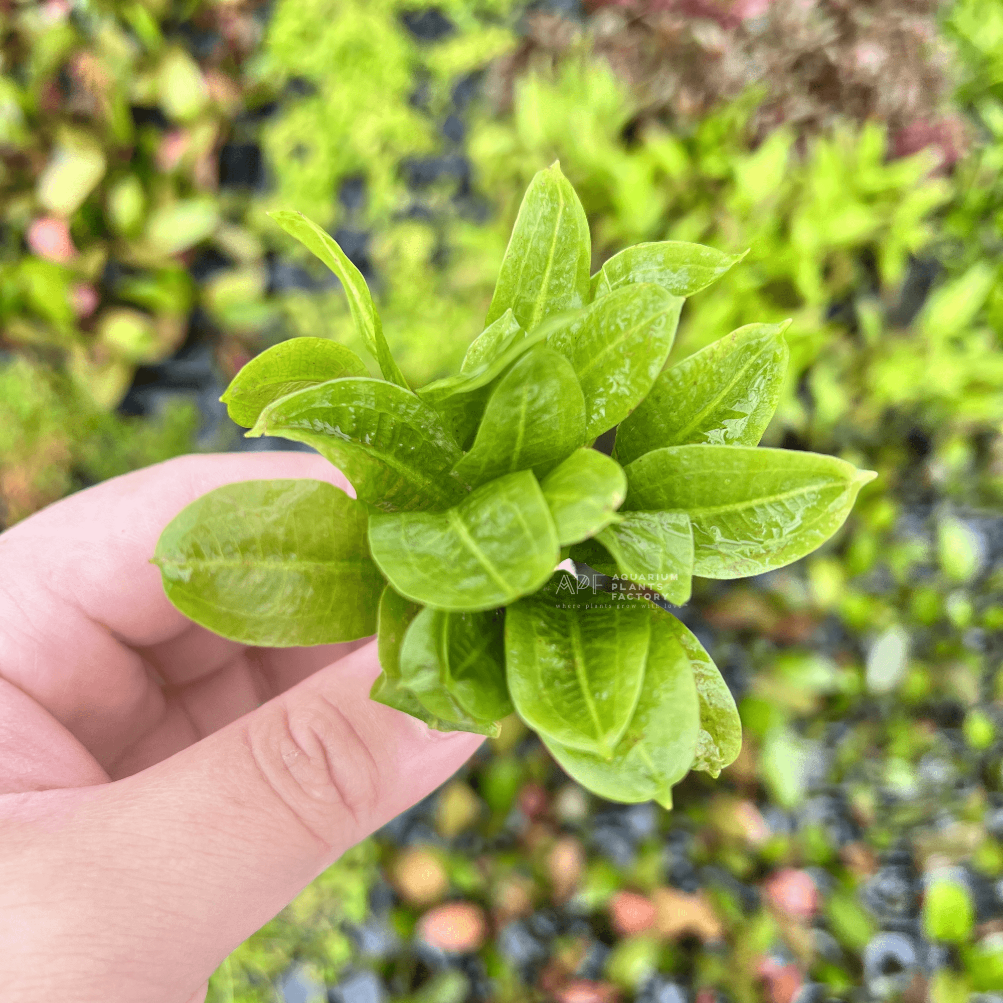 Echinodorus Parviflorus Tropica | APF Aquarium Plants Factory®