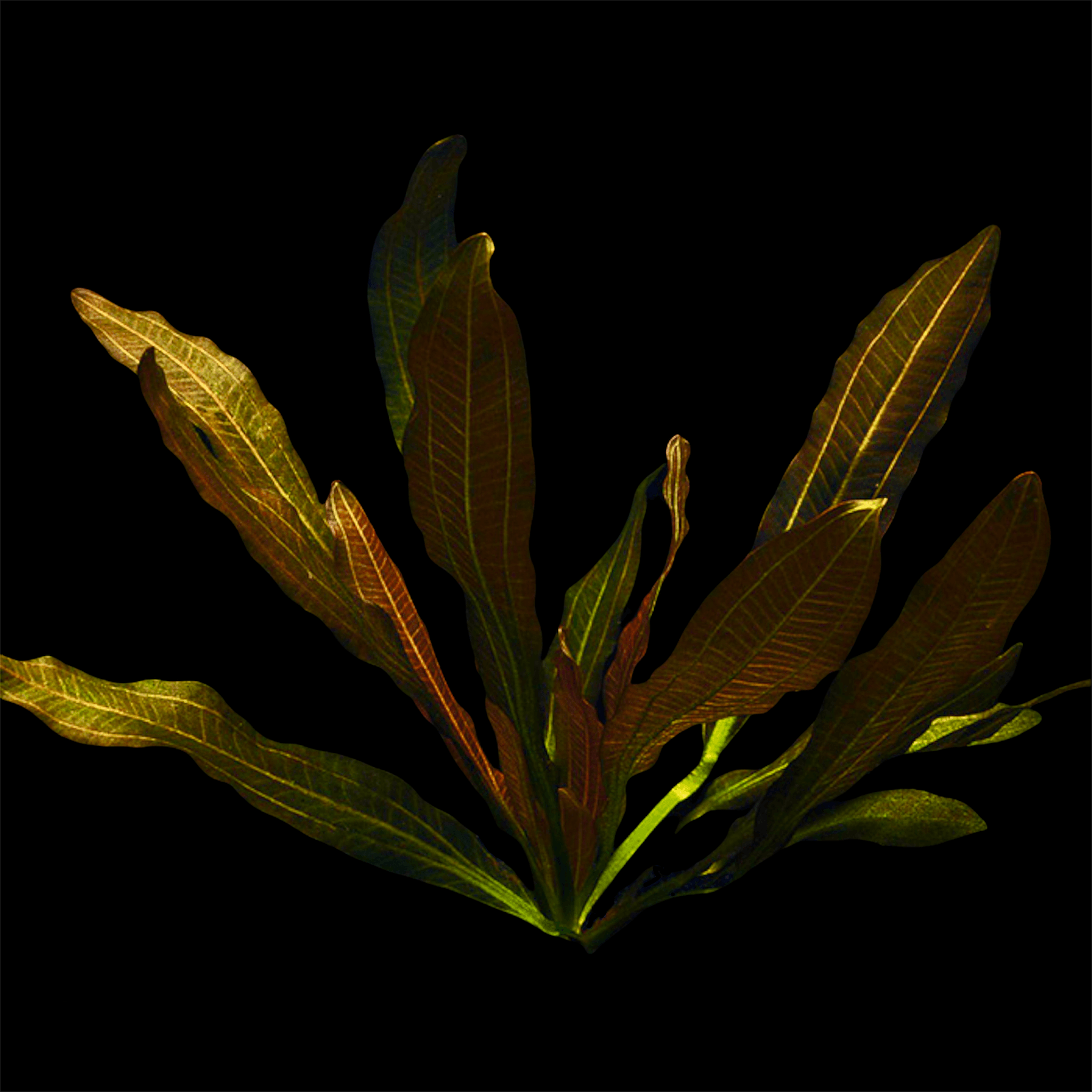 Echinodorus Red Rubin | PRE-ORDER AVAILABLE TO SHIP ON OR BEFORE JAN 16TH - Aquarium Plants Factory