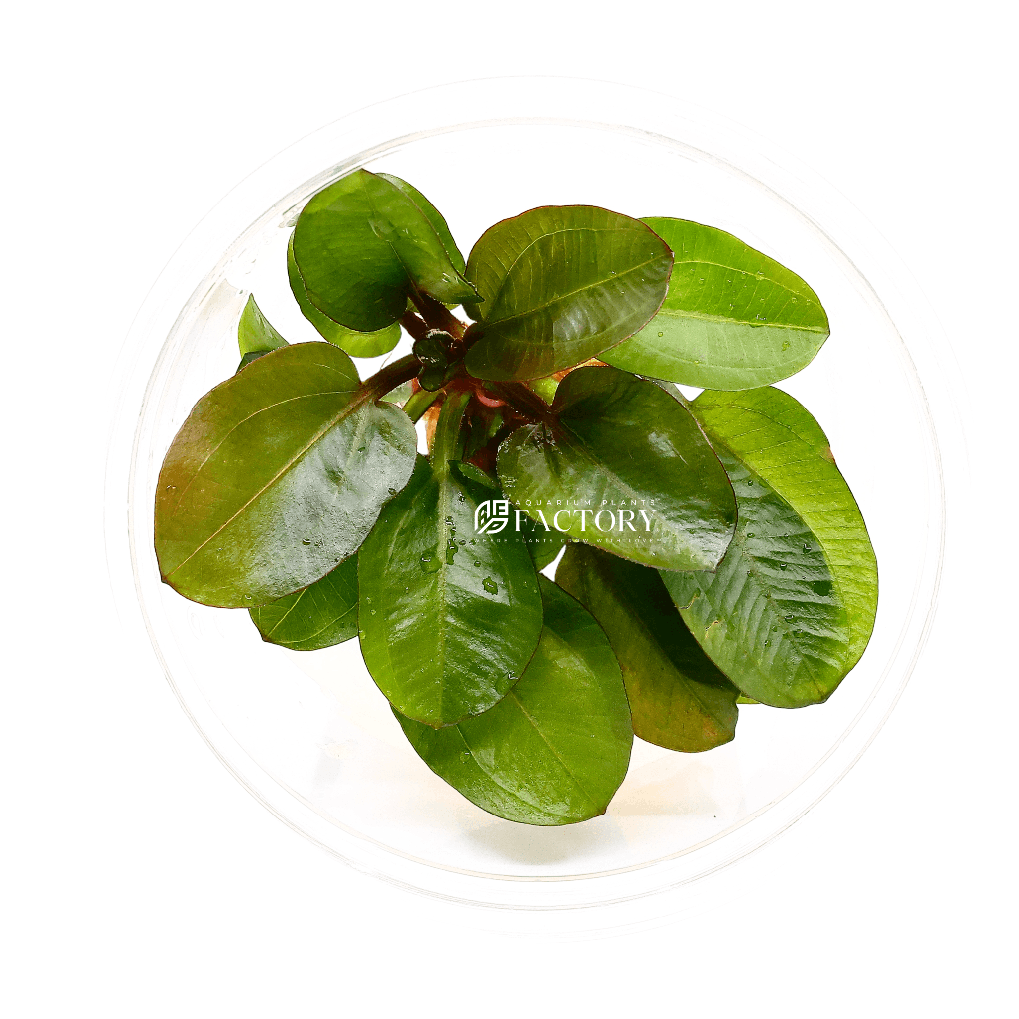Echinodorus Reni Tissue Culture | APF Aquarium Plants Factory®