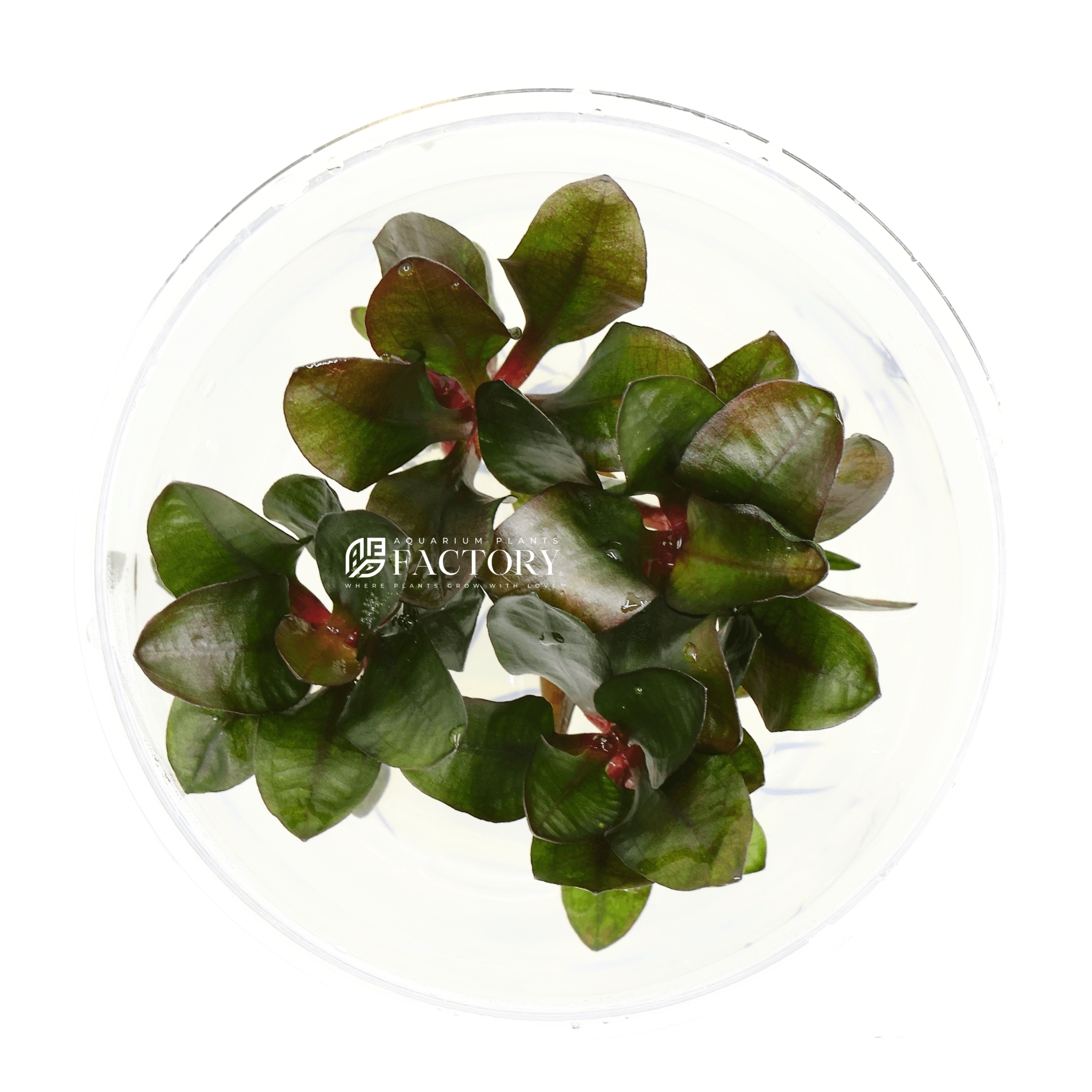 Echinodorus Small Bear Vitro Culture