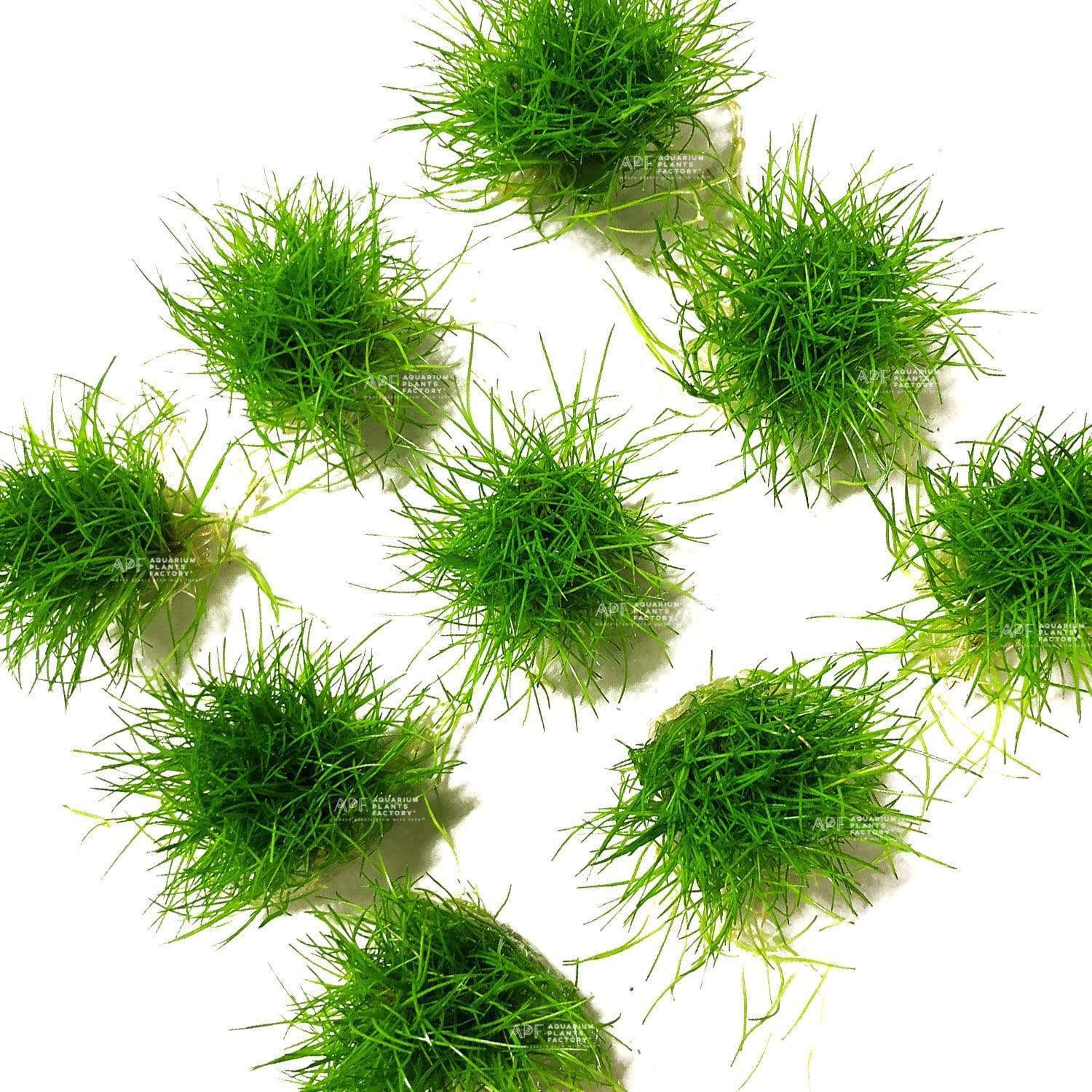 Eleocharis sp. Mini / Dwarf Hairgrass Mini - Aquarium Plants Factory