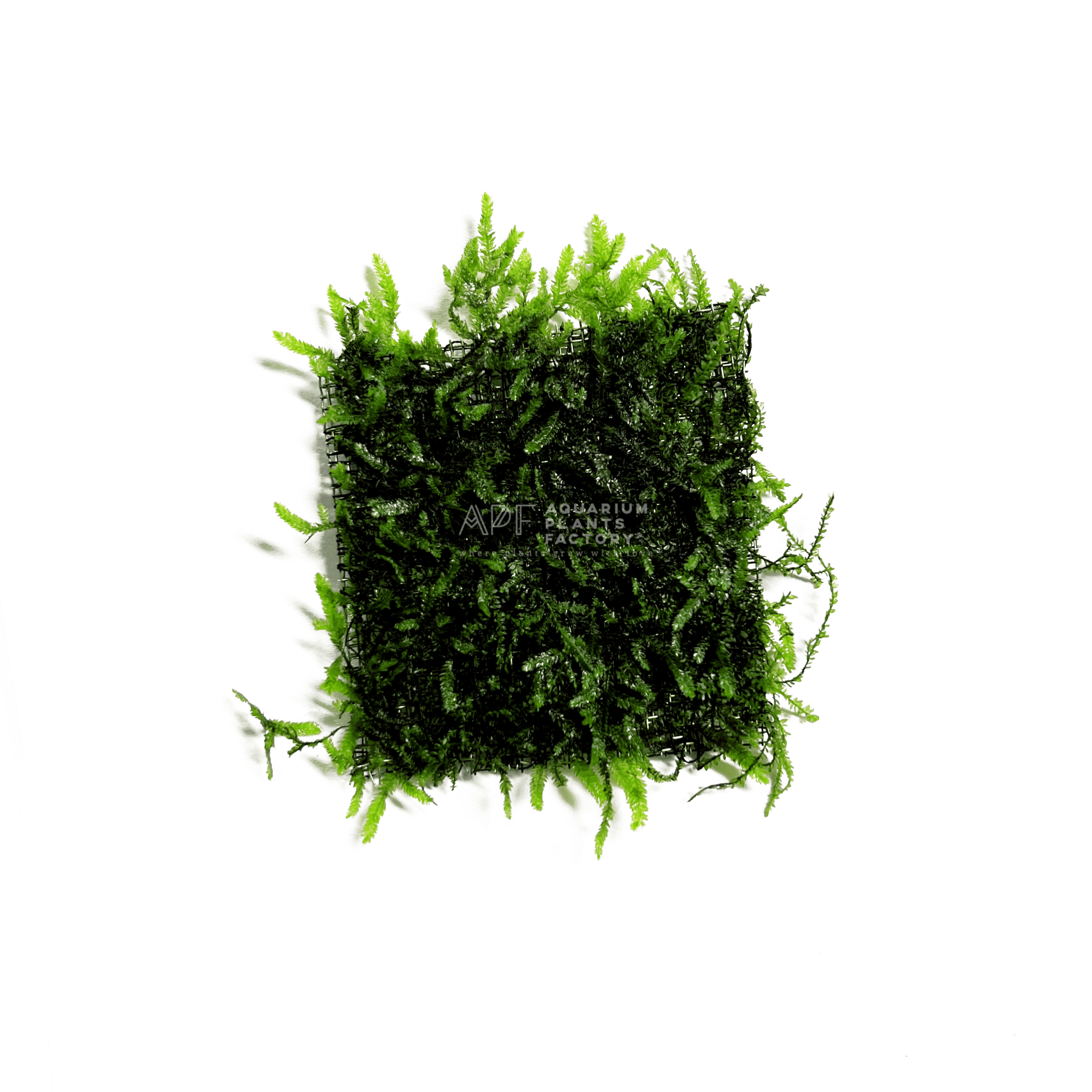 Java Moss Coconut Cave | Aquarium Plants Factory