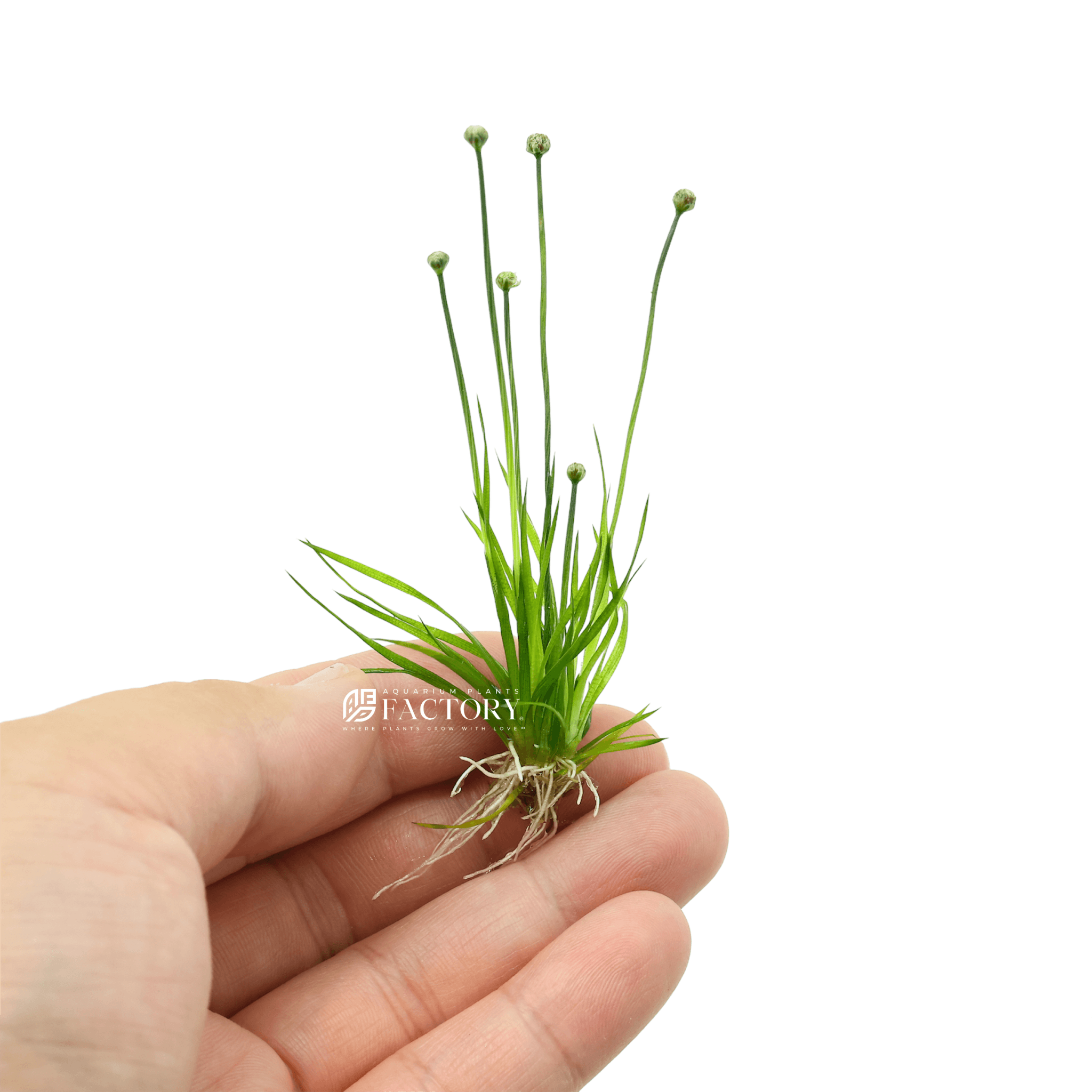 Eriocaulon cinereum is a species of flowering plant in the family Eriocaulaceae. It is commonly known as "pipewort" and is found in various parts of Asia. Here are some key characteristics and information about Eriocaulon cinereum: