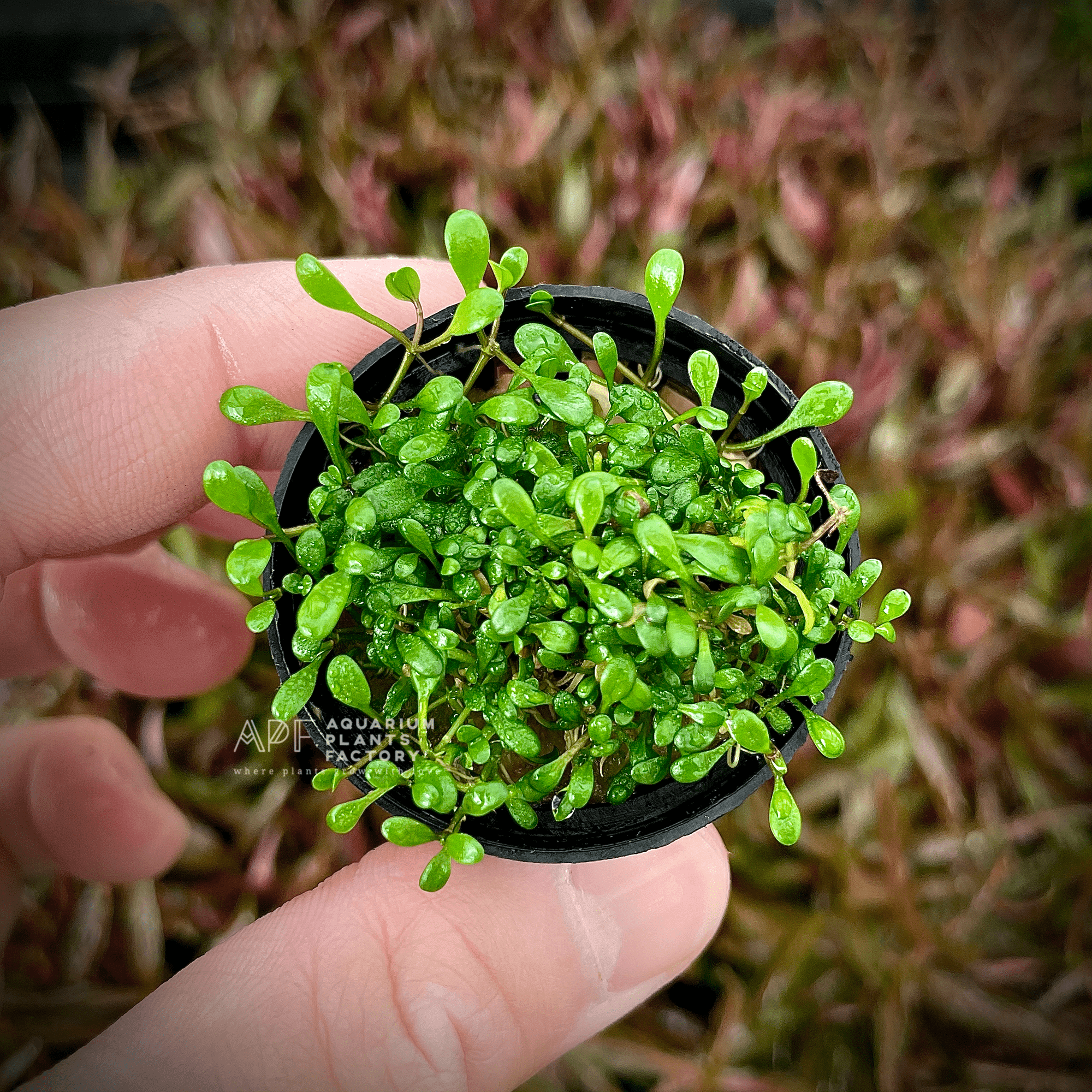 Glossostigma Elatinoides - Aquarium Plants Factory