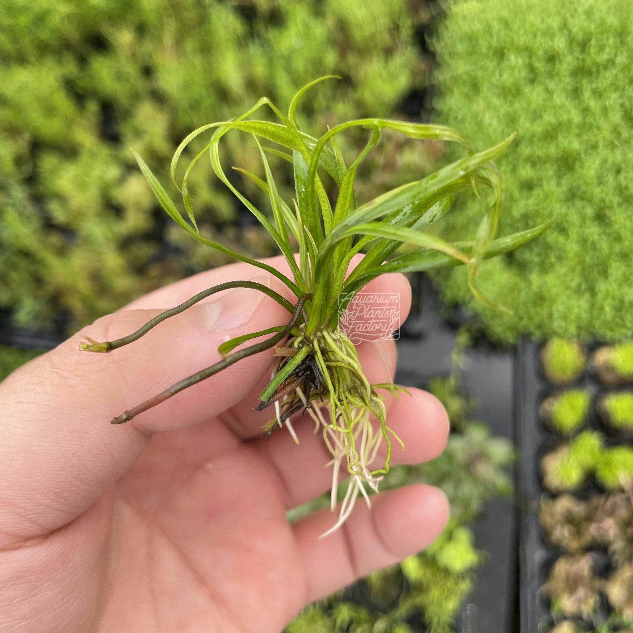 Helanthium Vesuvius - Aquarium Plants Factory