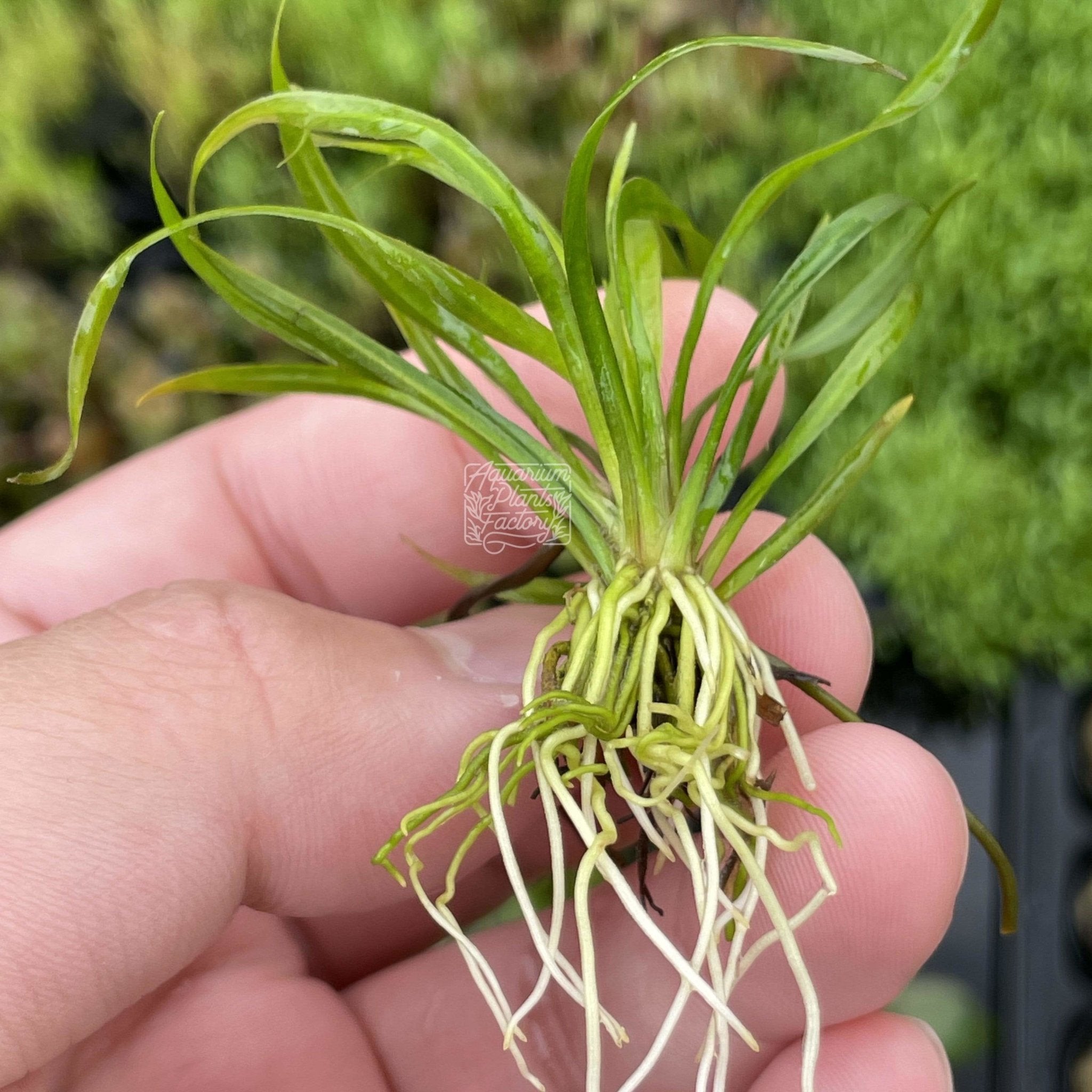Helanthium Vesuvius - Aquarium Plants Factory