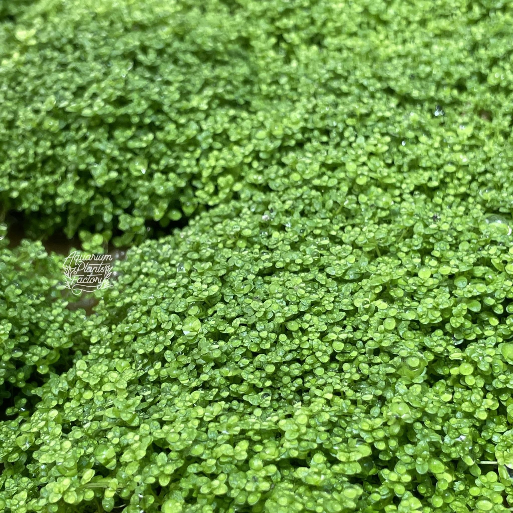 Healthy Dwarf Baby Tears plantlets forming a lush green carpet in a high-tech planted aquarium
