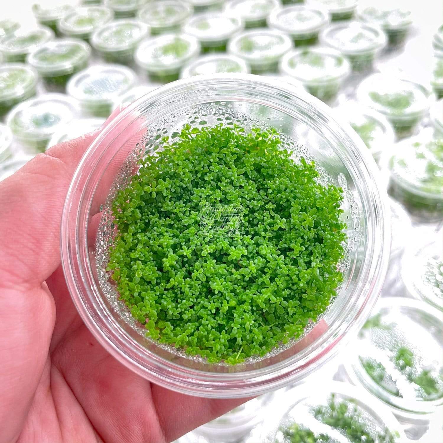 Micranthemum callitrichoides tissue culture in sterile cup, ready for foreground use in aquascaped tanks