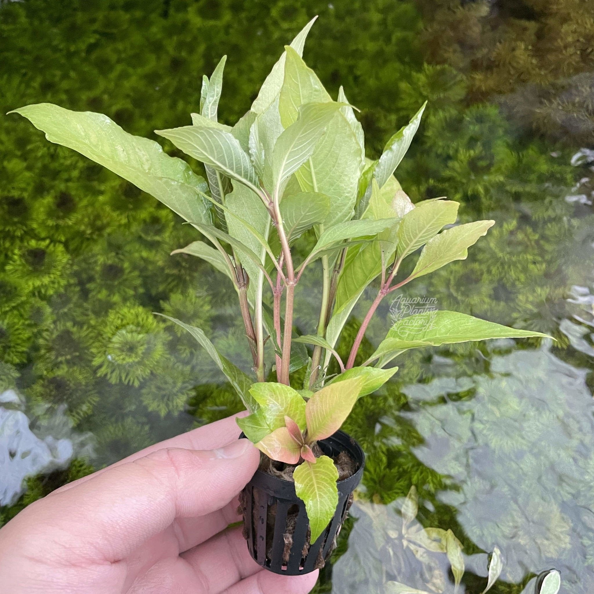 Hygrophila Corymbosa - Aquarium Plants Factory