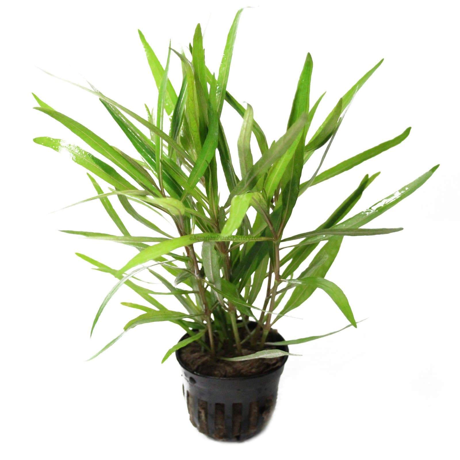 Hygrophila Lancea's unique coloration and texture make it a perfect addition to create a visually appealing and dynamic aquascape. Its adaptability to different lighting and water conditions, combined with its moderate growth rate, makes it suitable for both novice and experienced aquarists.