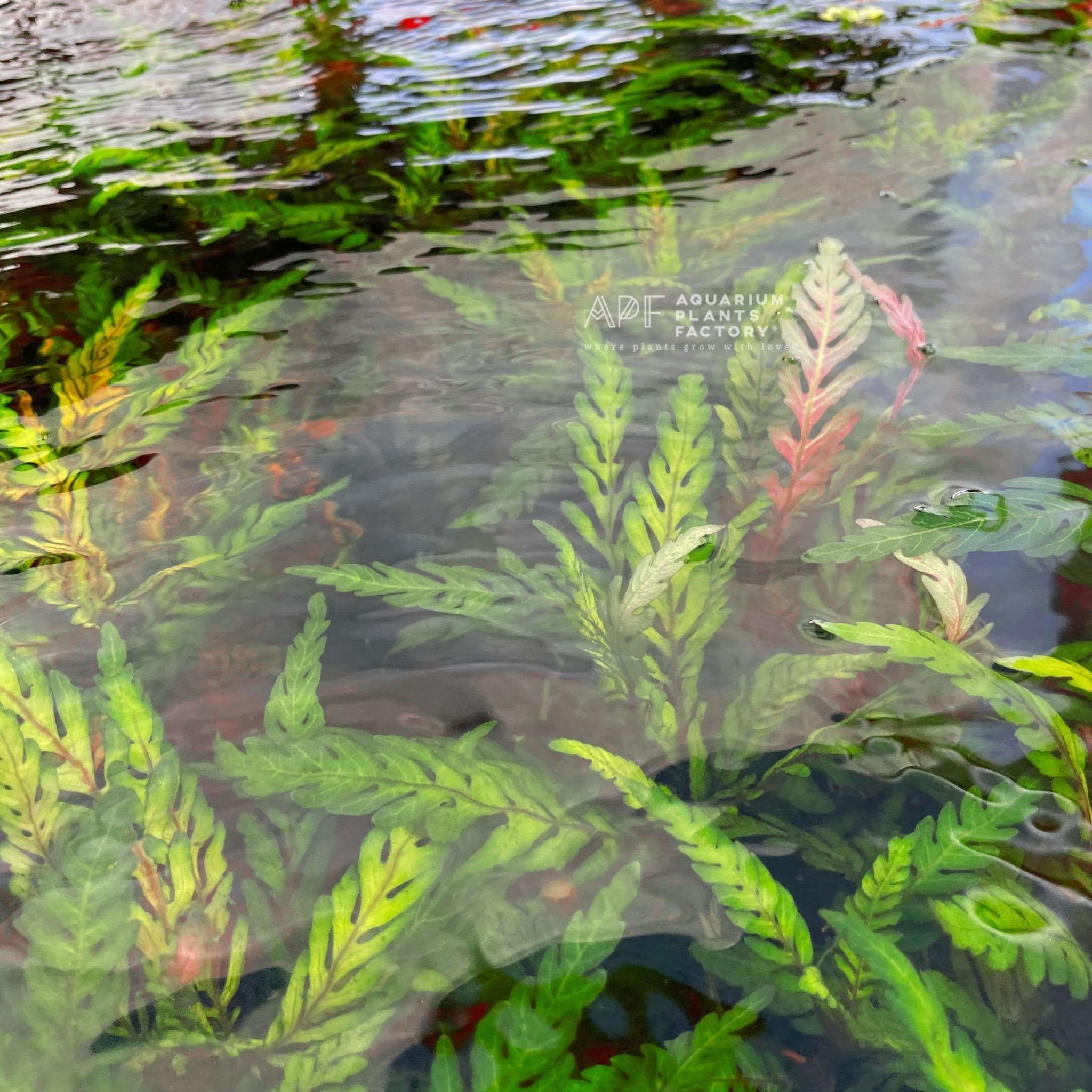 Hygrophila Pinnatifida - Aquarium Plants Factory
