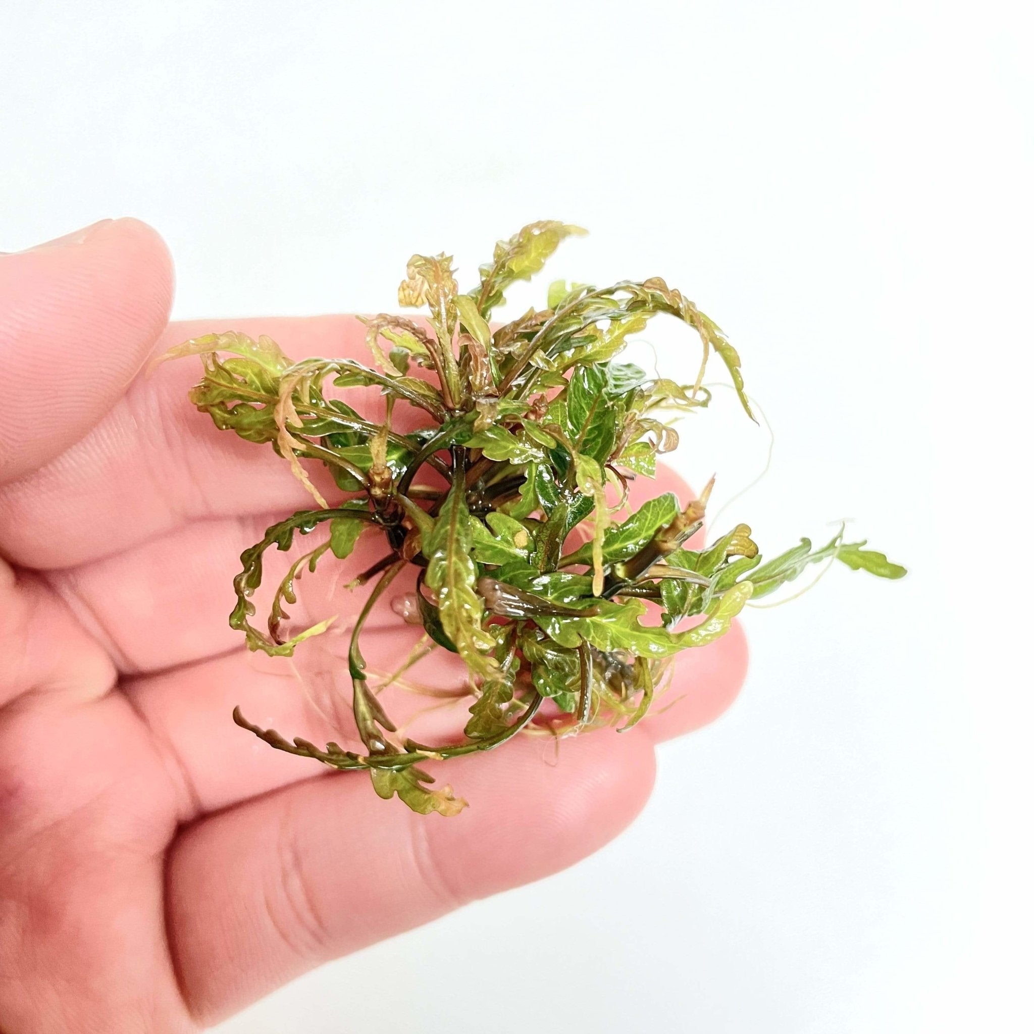 Hygrophila Pinnatifida - Aquarium Plants Factory
