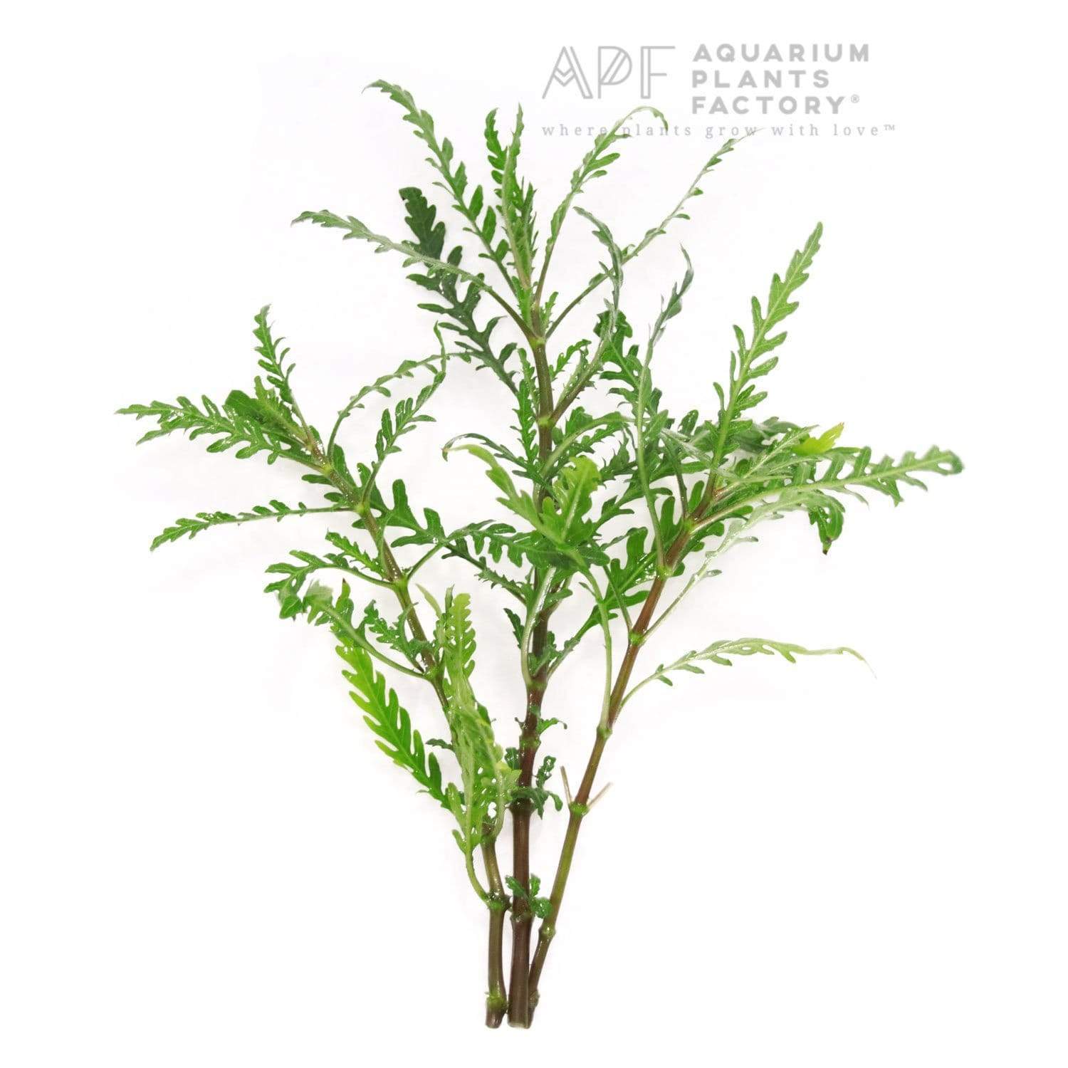 Hygrophila Pinnatifida - Aquarium Plants Factory