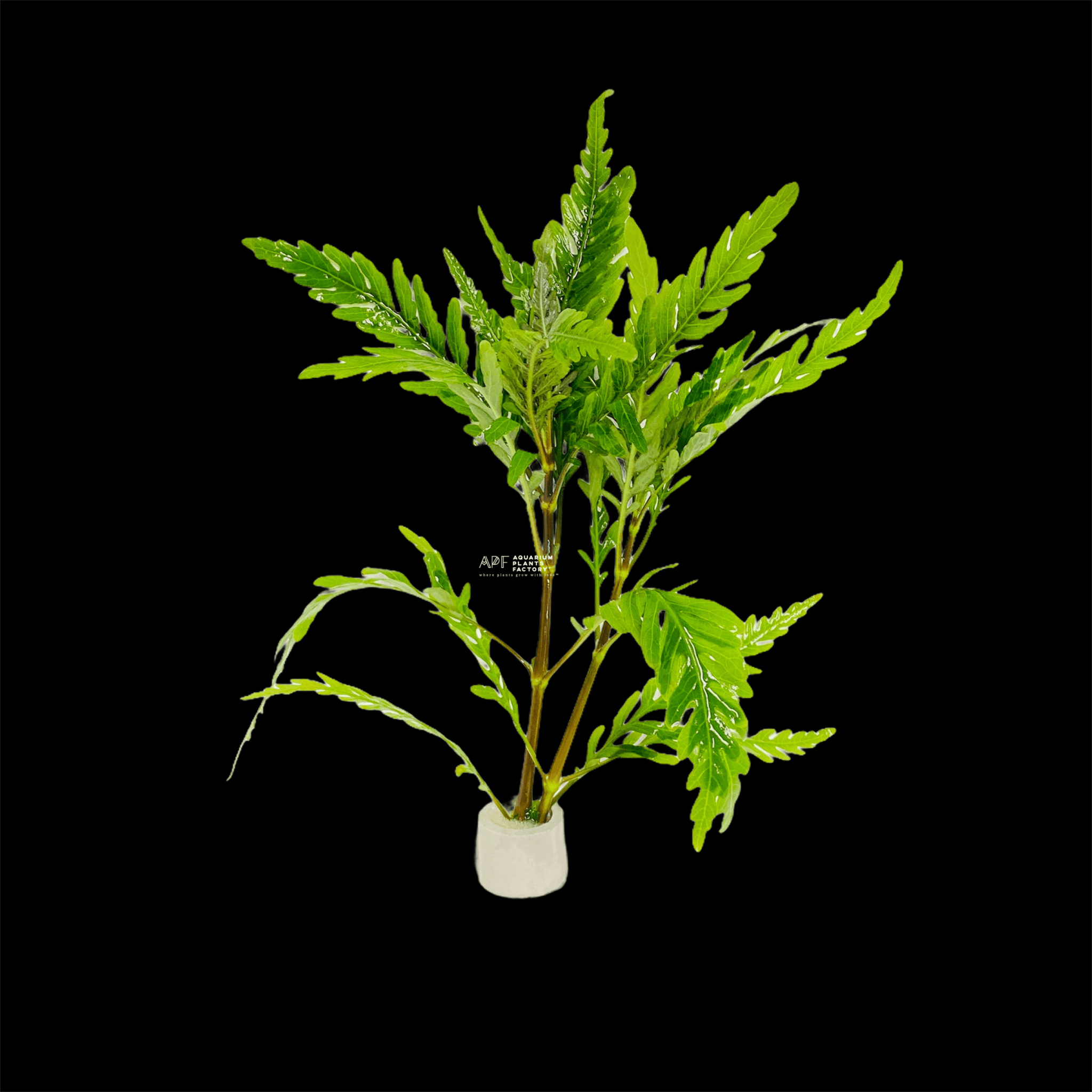Hygrophila Pinnatifida - Aquarium Plants Factory