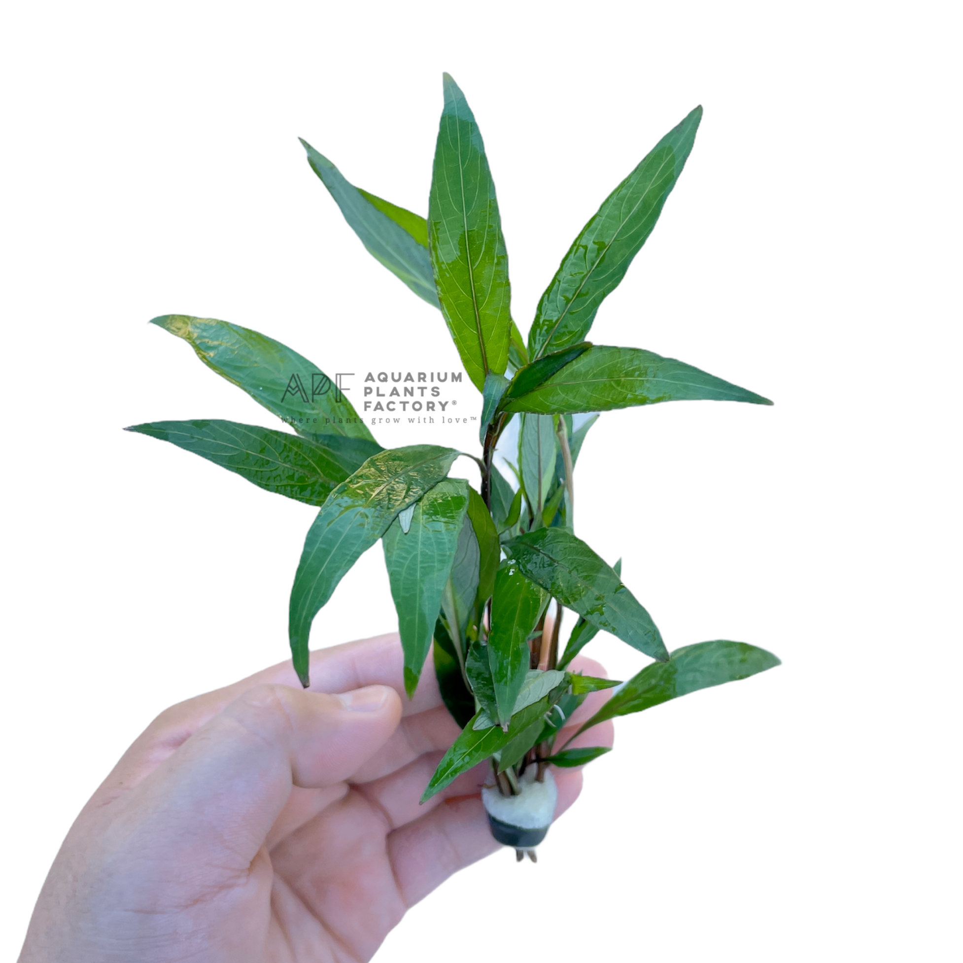 Hygrophila Siamensis 53B - Aquarium Plants Factory