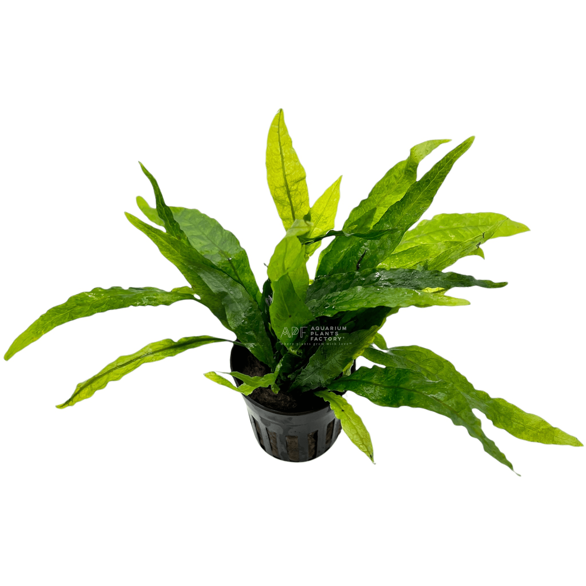 thumbnail image 2 of Narrow-leaved Java Fern - Microsorum Pteropus 'Narrow' - Tropica Pot | EN 2 of 13