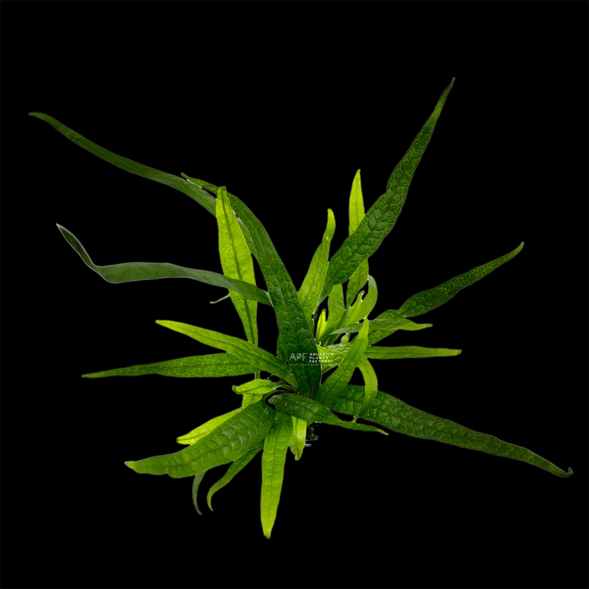 Java Fern Philippine Mini - Aquarium Plants Factory